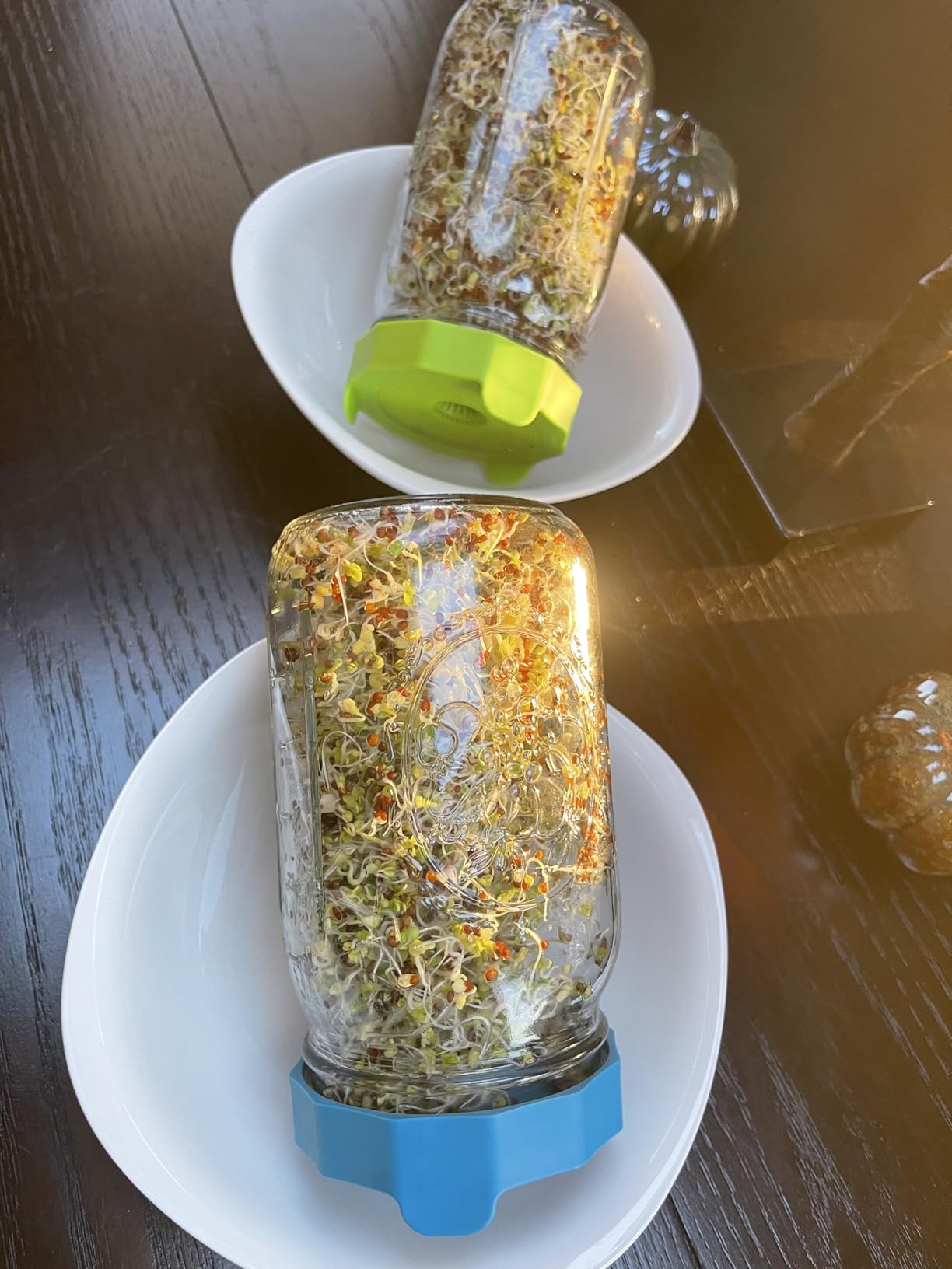 Masontops Bean Screen Plastic Mason Jar Sprouting Lids Mason Jar Sprouting Kit - For Growing Broccoli Seeds, Alfalfa, Mung Bean Sprouts - Wide Mouth Seed Sprouting Jar Lids Sprouting Kit Mason Jar customer photo 2
