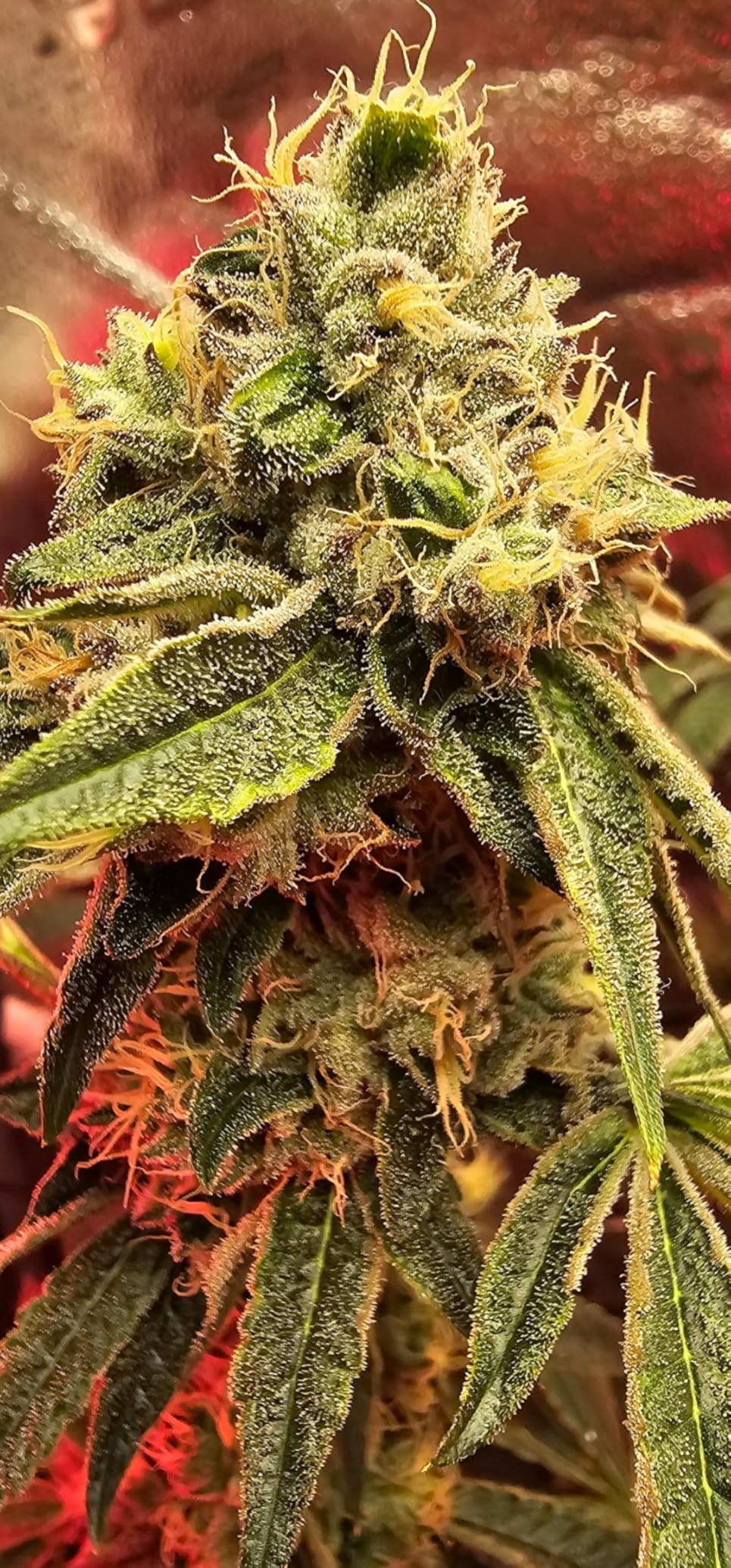 JARLINK 30X 60X Illuminated Jewelers Loupe Magnifier, Foldable Jewelry Magnifier with Bright LED Light for Gems, Jewelry, Coins, Stamps, etc customer photo 1