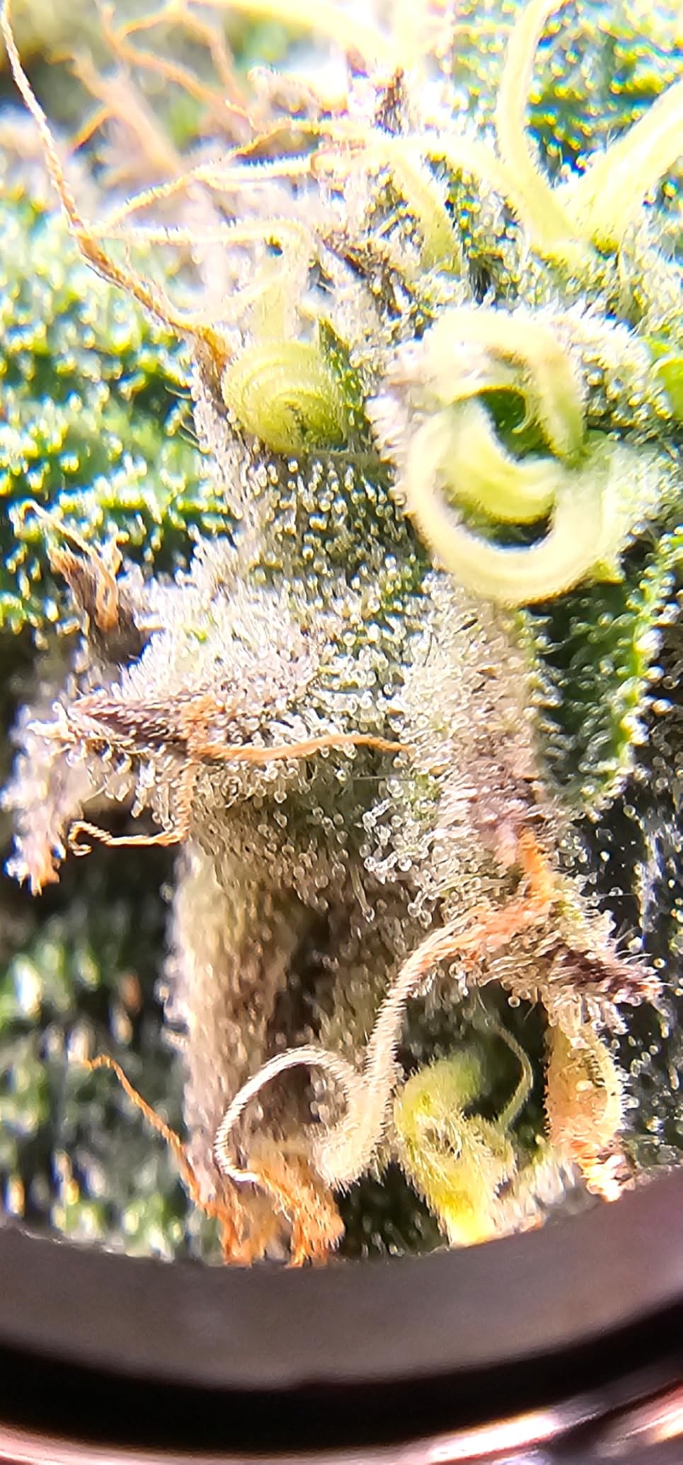 JARLINK 30X 60X Illuminated Jewelers Loupe Magnifier, Foldable Jewelry Magnifier with Bright LED Light for Gems, Jewelry, Coins, Stamps, etc customer photo 2