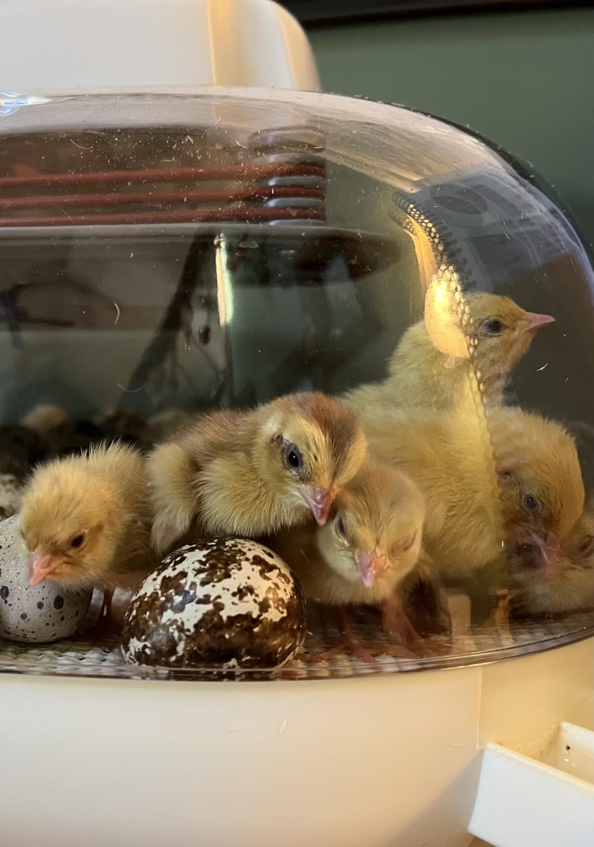 Harris Farms Nurture Right Egg Incubator for Hatching Chicks, Holds 12-22 Eggs, Automatic Turner with Temperature and Humidity Control, 360 Degree View with Clear Window customer photo 1