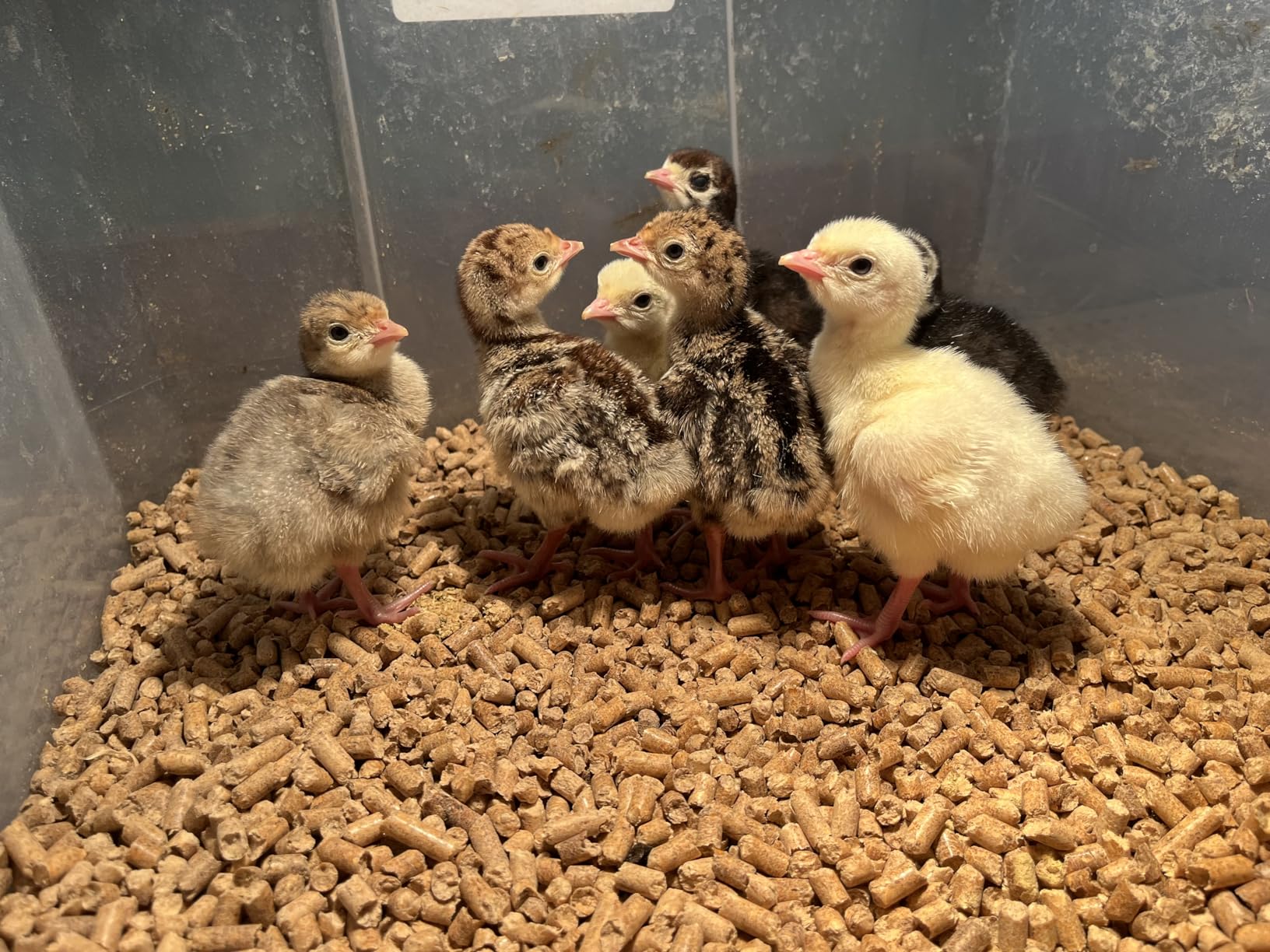 Harris Farms Nurture Right Egg Incubator for Hatching Chicks, Holds 12-22 Eggs, Automatic Turner with Temperature and Humidity Control, 360 Degree View with Clear Window customer photo 2