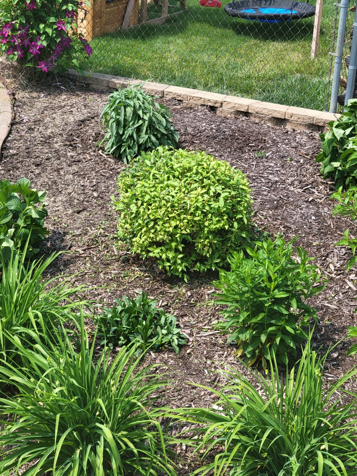 WORX 2 in 1 Cordless Hedge Trimmer, 4