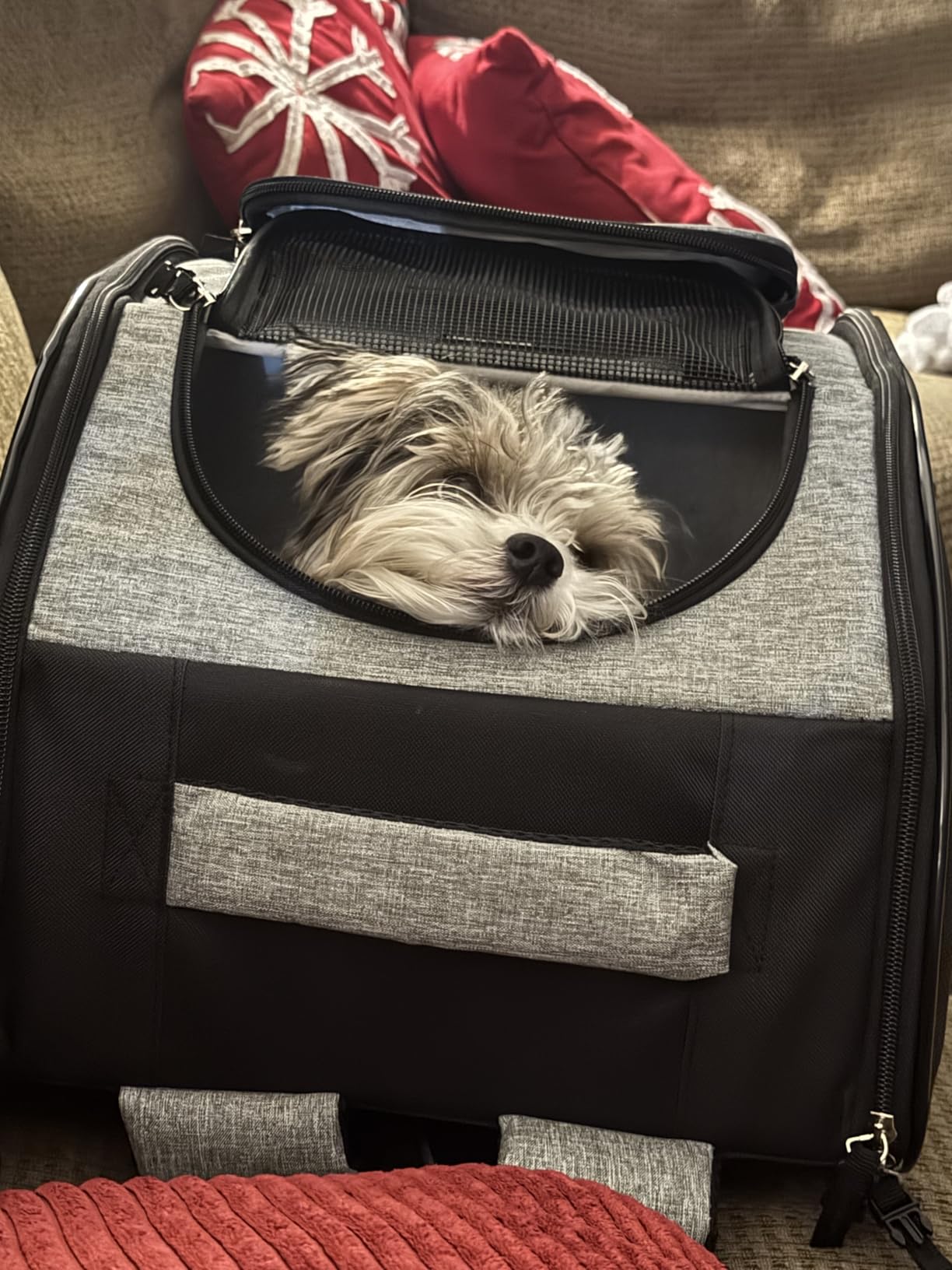 PetAmi Dog Backpack Carrier for Small Large Cat, Pet, Puppy, Ventilated Pet Hiking Backpack Travel Bag, Airline Approved Cat Backpack Carrier, Camping Biking Dog Bag Up to 18lbs Pet, Black customer photo 1