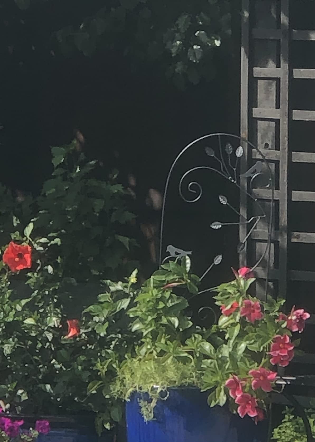 Amagabeli 4 Pack Garden Trellis for Climbing Plants Outdoor 46