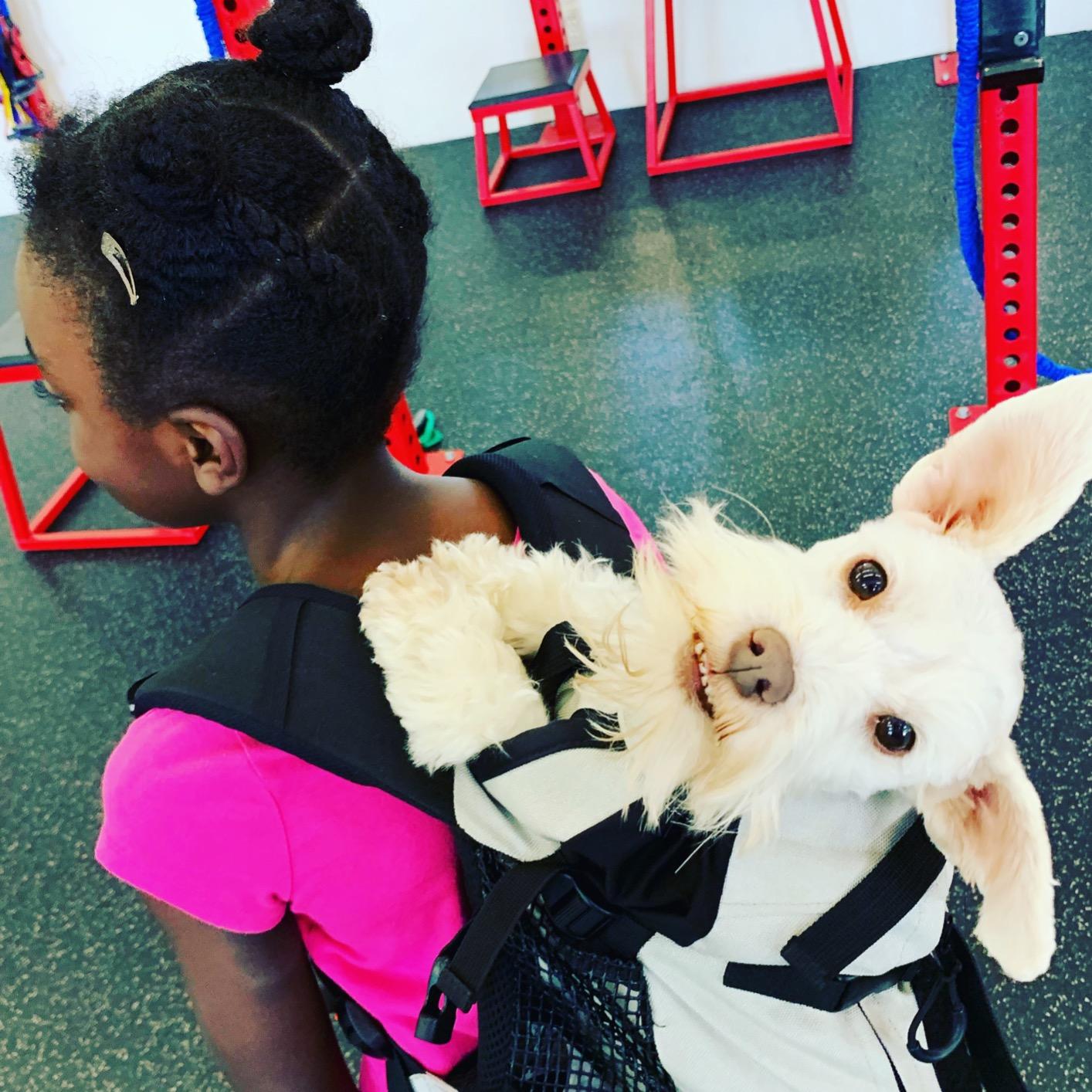 K9 Sport Sack Plus 2 - Adjustable, Backpack-Style Carrier with Multi-Functional Storage Pack, Thick Shoulder Straps & Padded Back Panel customer photo 1