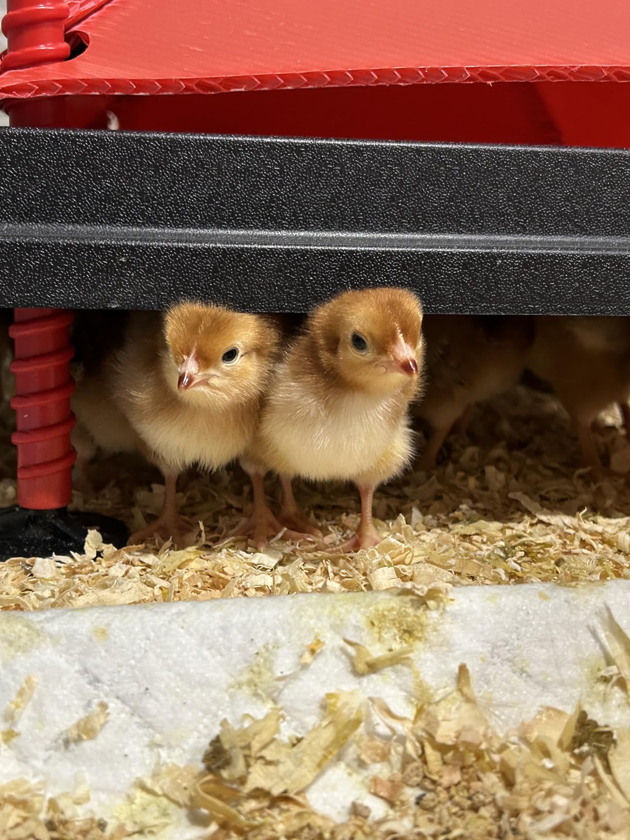 RentACoop 12x12 Adjustable Heating Plate with Bonus Foldable Anti-Roost Cone for up to 20 Chicks | Chick Brooder Heat Plate - Energy-Efficient 22-Watt Chick Heater - Safer Than Heat Lamps customer photo 1