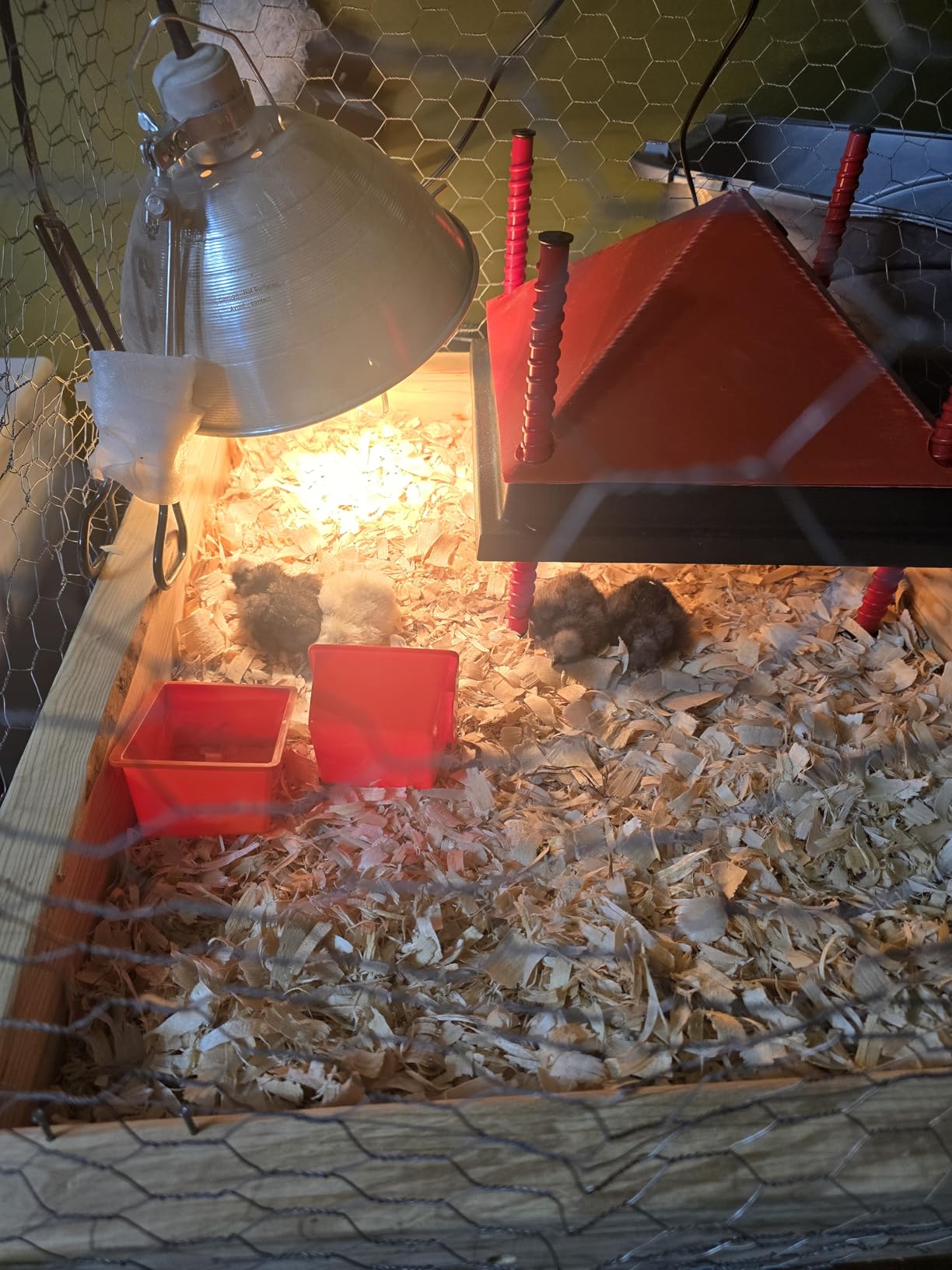 RentACoop 12x12 Adjustable Heating Plate with Bonus Foldable Anti-Roost Cone for up to 20 Chicks | Chick Brooder Heat Plate - Energy-Efficient 22-Watt Chick Heater - Safer Than Heat Lamps customer photo 2