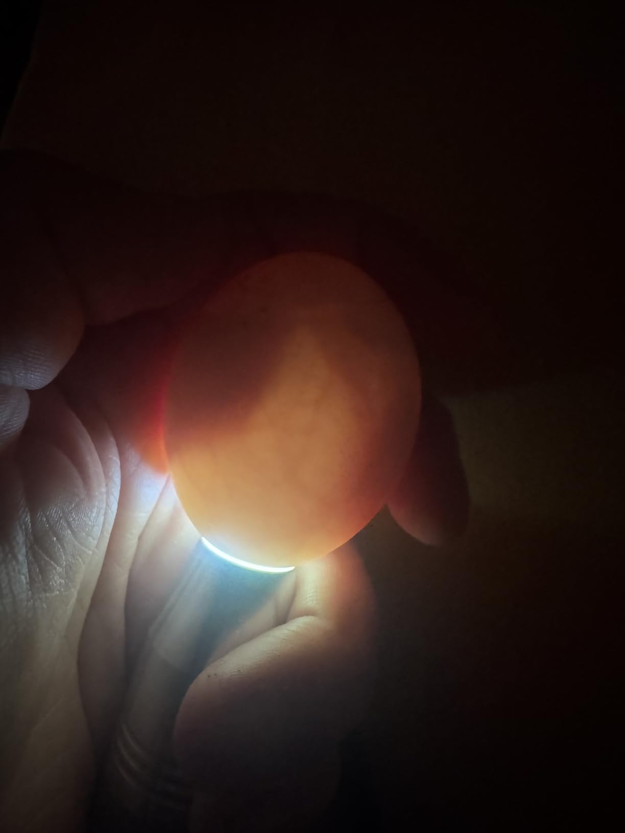 Powerful Professional LED Light Egg Candler Incubator Stainless Steel Tester for All Egg Type, Ultra Bright, Powered Portable, with Full Illustrated Egg Candling Guide (B- Include Batteries) customer photo 1