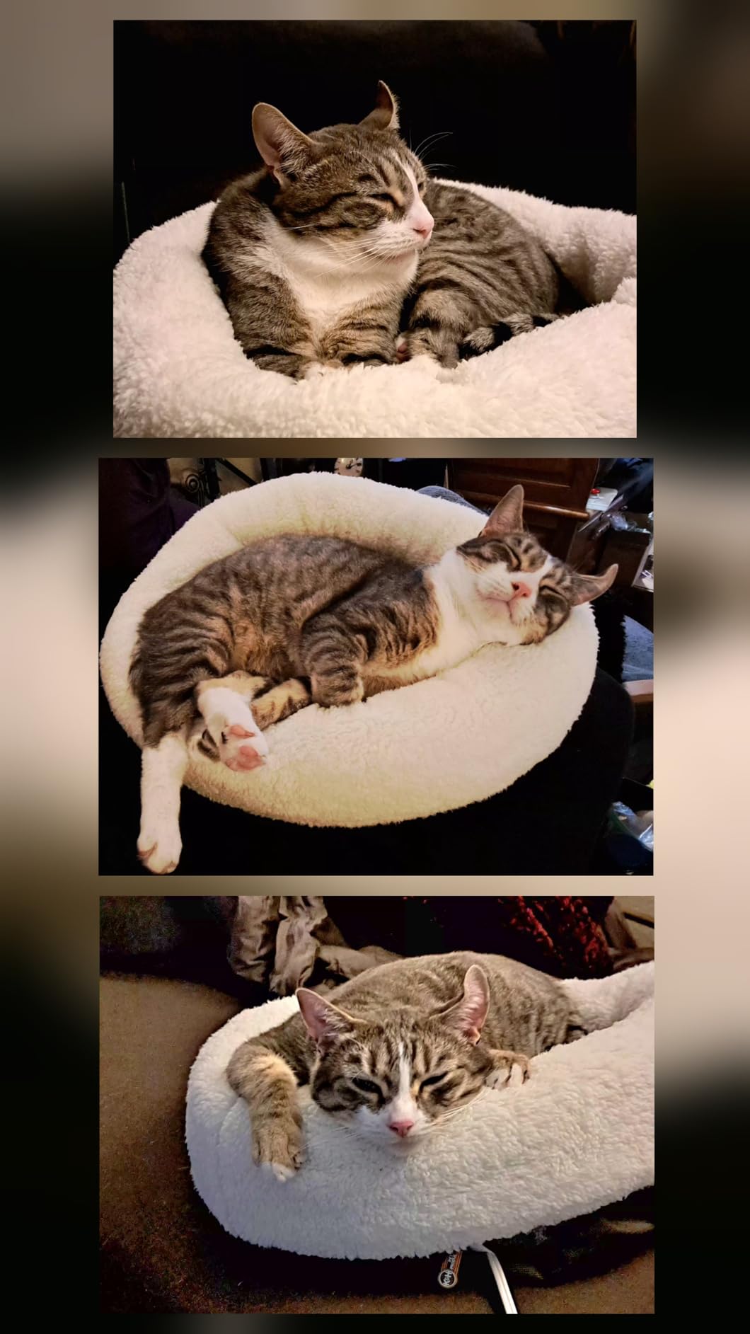 K&H Pet Products Heated Cat Bed Indoor, Thermo-Snuggle Cup Bomber Soft Heated Pet Bed for Large Indoor Cats and Small Dogs, Machine Washable, Waterproof Heated Pad, Safety Listed - 18 X 14in Gray customer photo 1