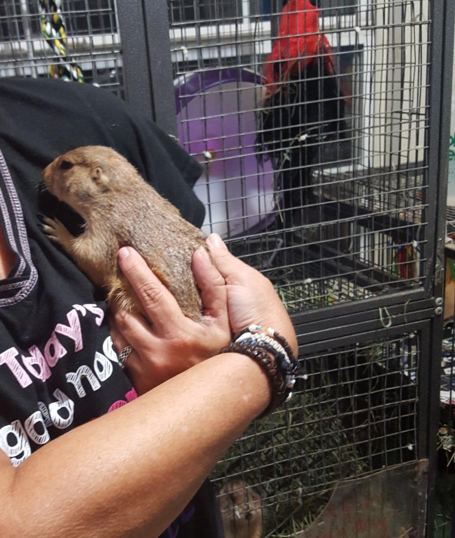 Kaytee Silent Spinner Wheel For Pet Syrian or Large Breed Hamsters, Sugar Gliders and Gerbils, Large 10 Inch (Colors May Vary) customer photo 1