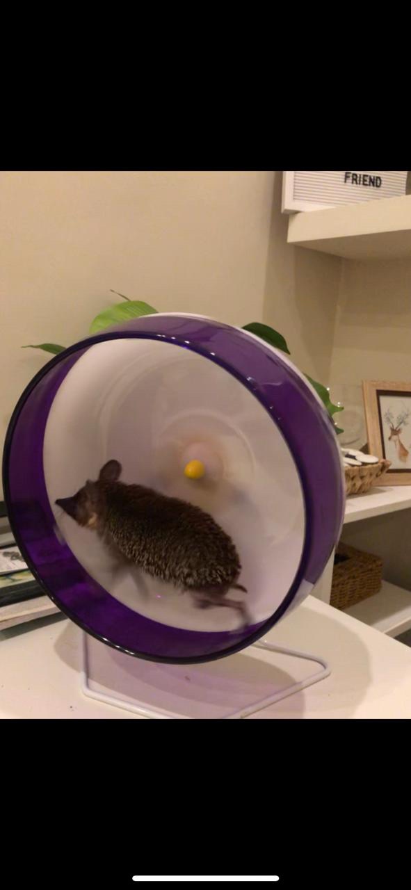 Kaytee Silent Spinner Wheel For Pet Syrian or Large Breed Hamsters, Sugar Gliders and Gerbils, Large 10 Inch (Colors May Vary) customer photo 2