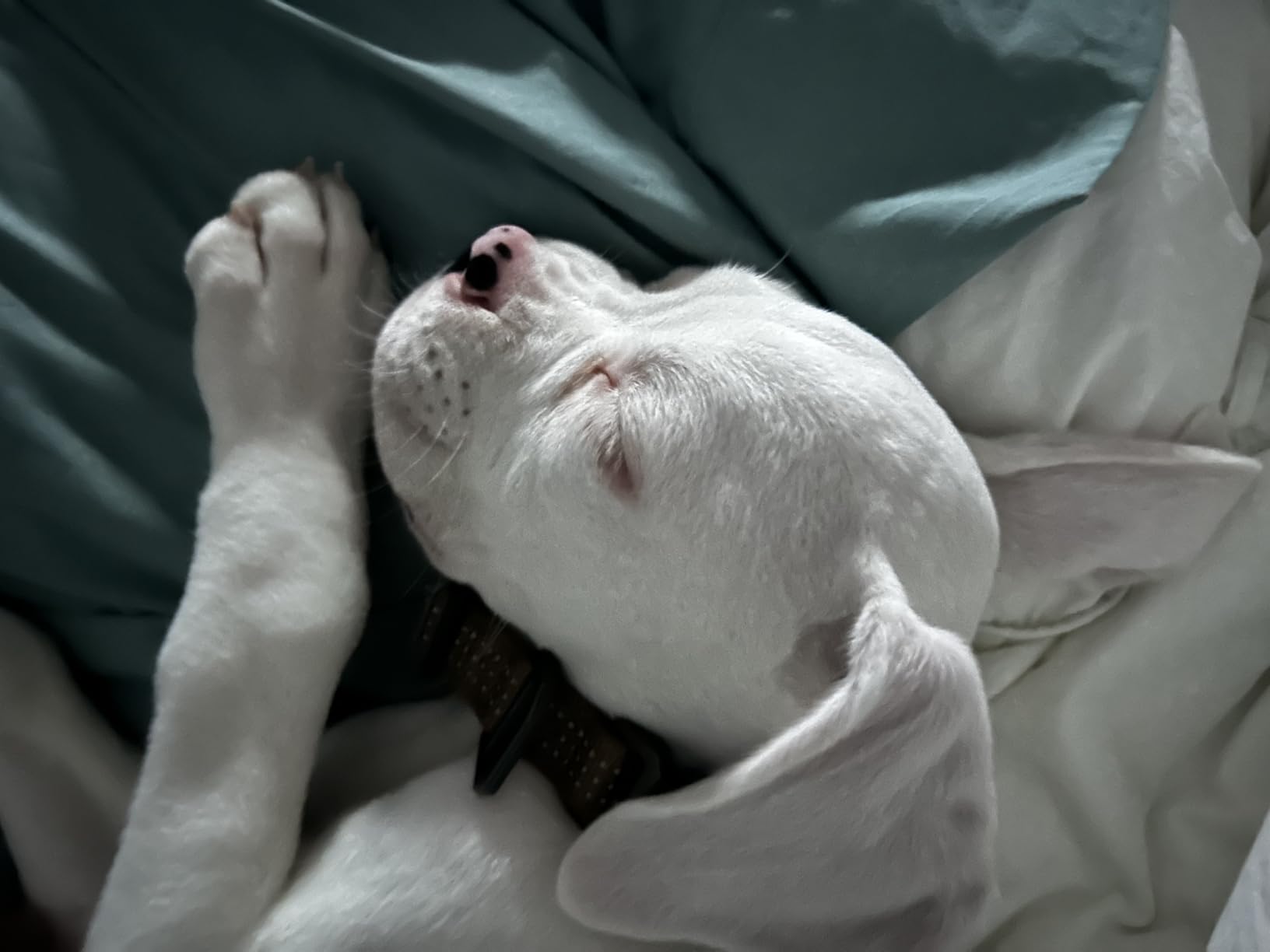 WhatsBedding Queen Size Feather Comforter, Filled with Feather and Down Fiber, White All Season Duvet Insert - Luxurious Hotel Bed Comforter - 100% Cotton Cover, Medium Warmth with Corner Tabs - 90x90 customer photo 1