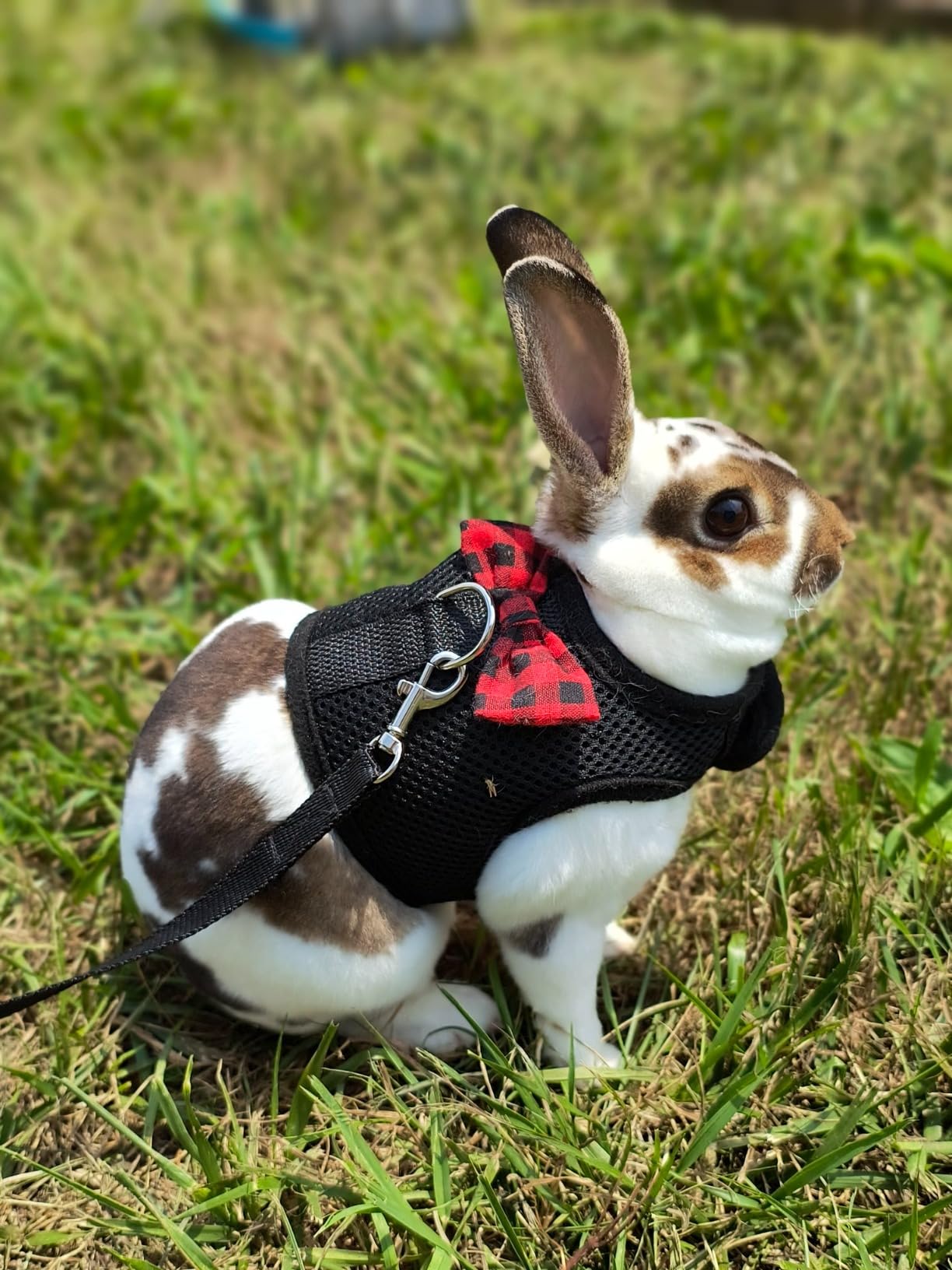 ASOCEA Adjustable Bunny Harness and Leash Breathable Mesh Vest Harness for Rabbits Walking customer photo 1