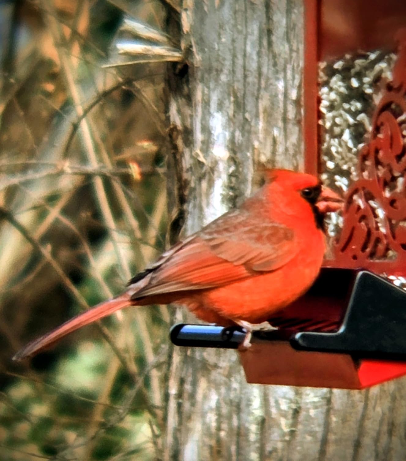 Adorrgon 12x42 HD Binoculars for Adults High Powered with Phone Adapter, Tripod and Tripod Adapter - Large View Binoculars with Clear Low Light Vision - Binocular for Bird Watching Cruise Travel customer photo 1