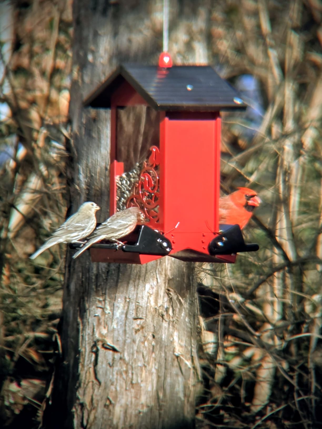 Adorrgon 12x42 HD Binoculars for Adults High Powered with Phone Adapter, Tripod and Tripod Adapter - Large View Binoculars with Clear Low Light Vision - Binocular for Bird Watching Cruise Travel customer photo 2