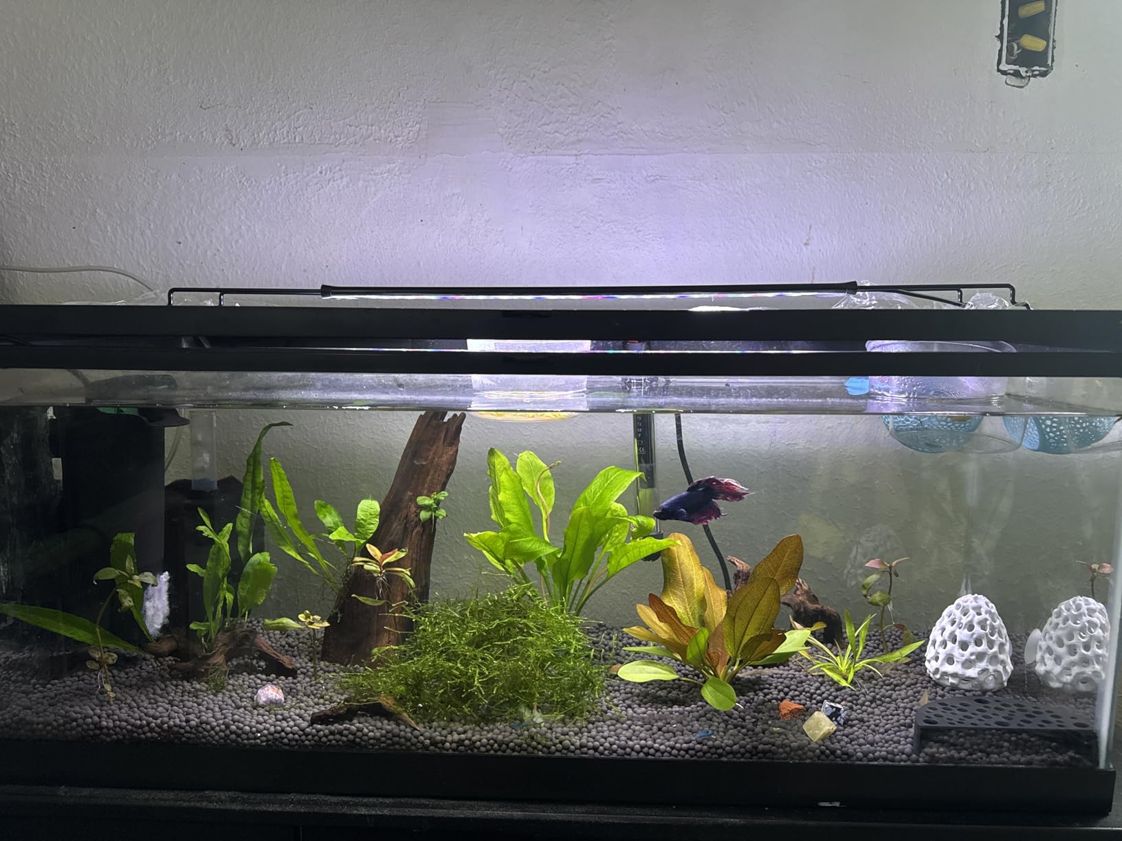 Aqueon Plant and Shrimp Aquarium Substrate, Aqua Soil for Fish Tanks, 5 Pounds customer photo 1