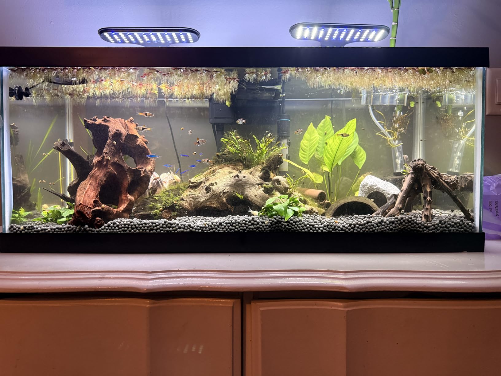 Aqueon Plant and Shrimp Aquarium Substrate, Aqua Soil for Fish Tanks, 5 Pounds customer photo 2