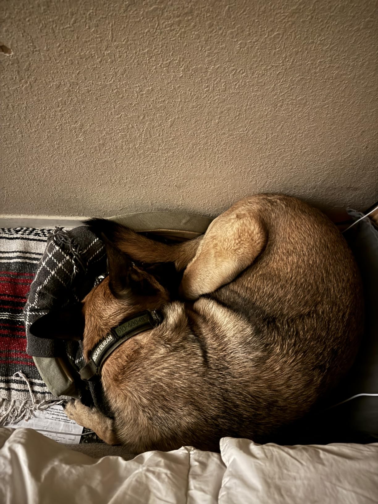 K&H Heated Dog Bed, Thermo-Snuggly Sleeper Indoor, Safety Listed, Medium 6W | Removable Waterproof Dog Heating Pad, Calming Pillow Pet Bed, Machine Washable, 26x20in, Sage/Tan customer photo 2