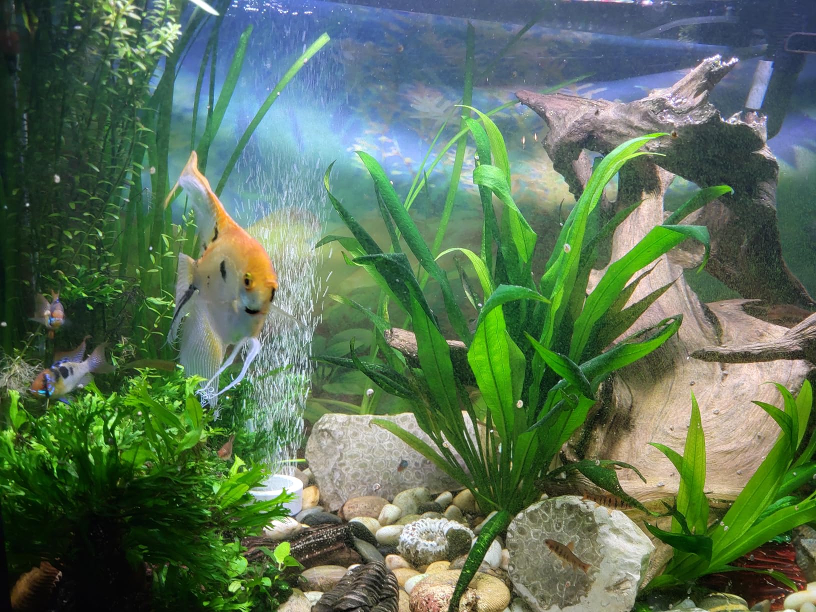 Fluval 407 Performance Canister Filter - For Aquariums Up To 100 Gallons customer photo 1