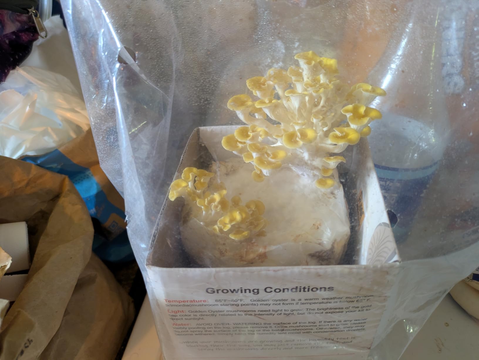 Root Mushroom Farm-Golden Oyster Mushroom Grow Kit customer photo 1