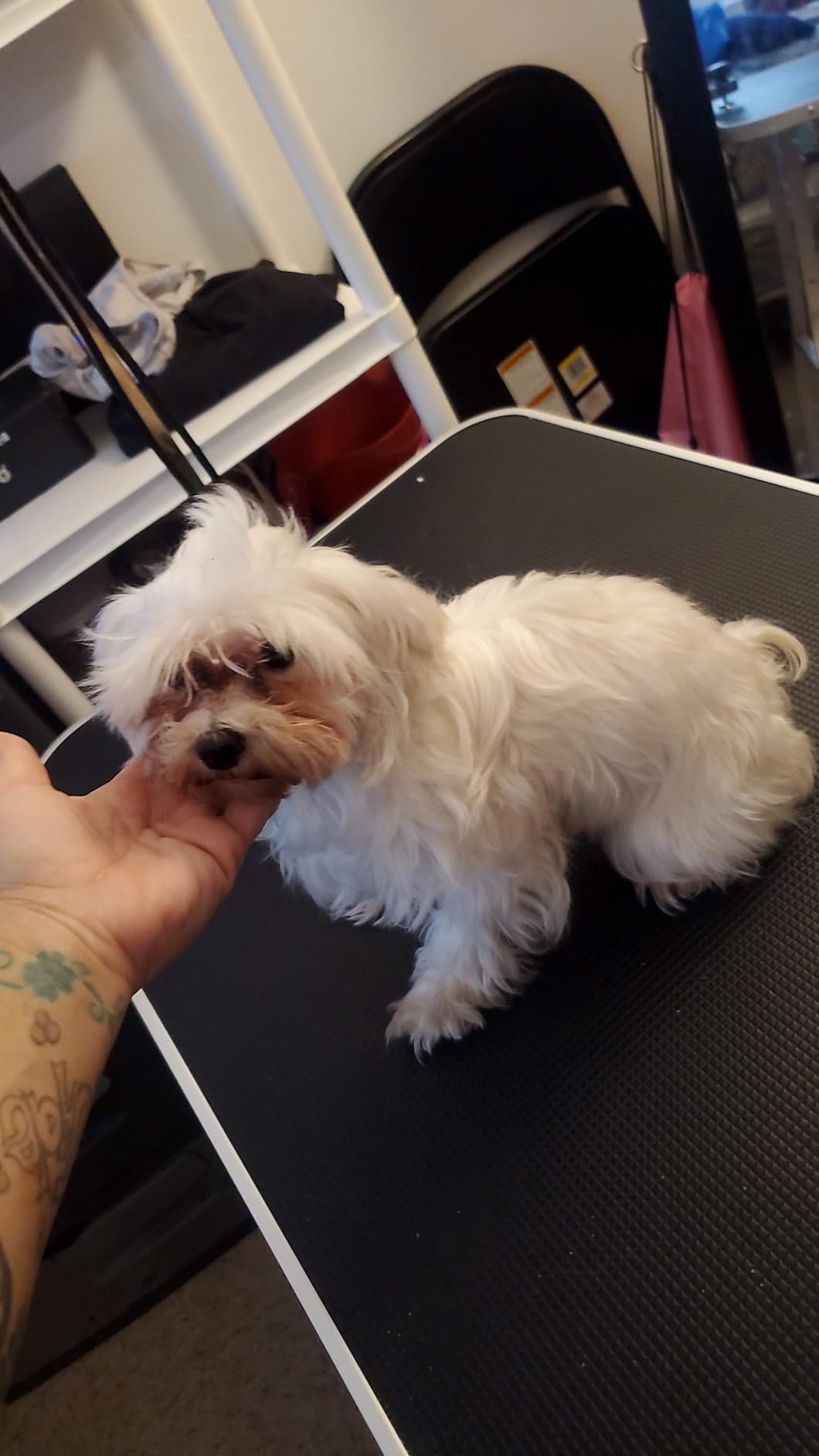 Yaheetech 36'' Dog Grooming Table, Pet Foldable Grooming Table w/Double Loops/Mesh Tray/Adjustable Arm, Black customer photo 1