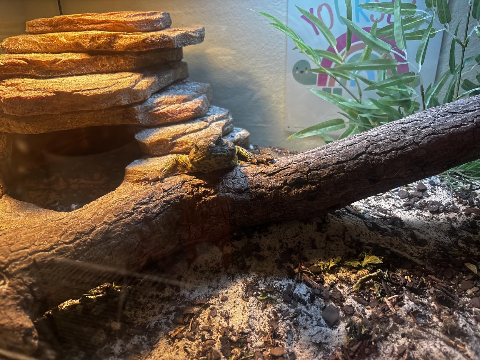 Simple Deluxe 100W 2-Pack Ceramic Reptile Heat Lamp Heat Emitter Bulb No Light Emitting Brooder Coop Heater for Amphibian Pet & Incubating Chicken, Black customer photo 1