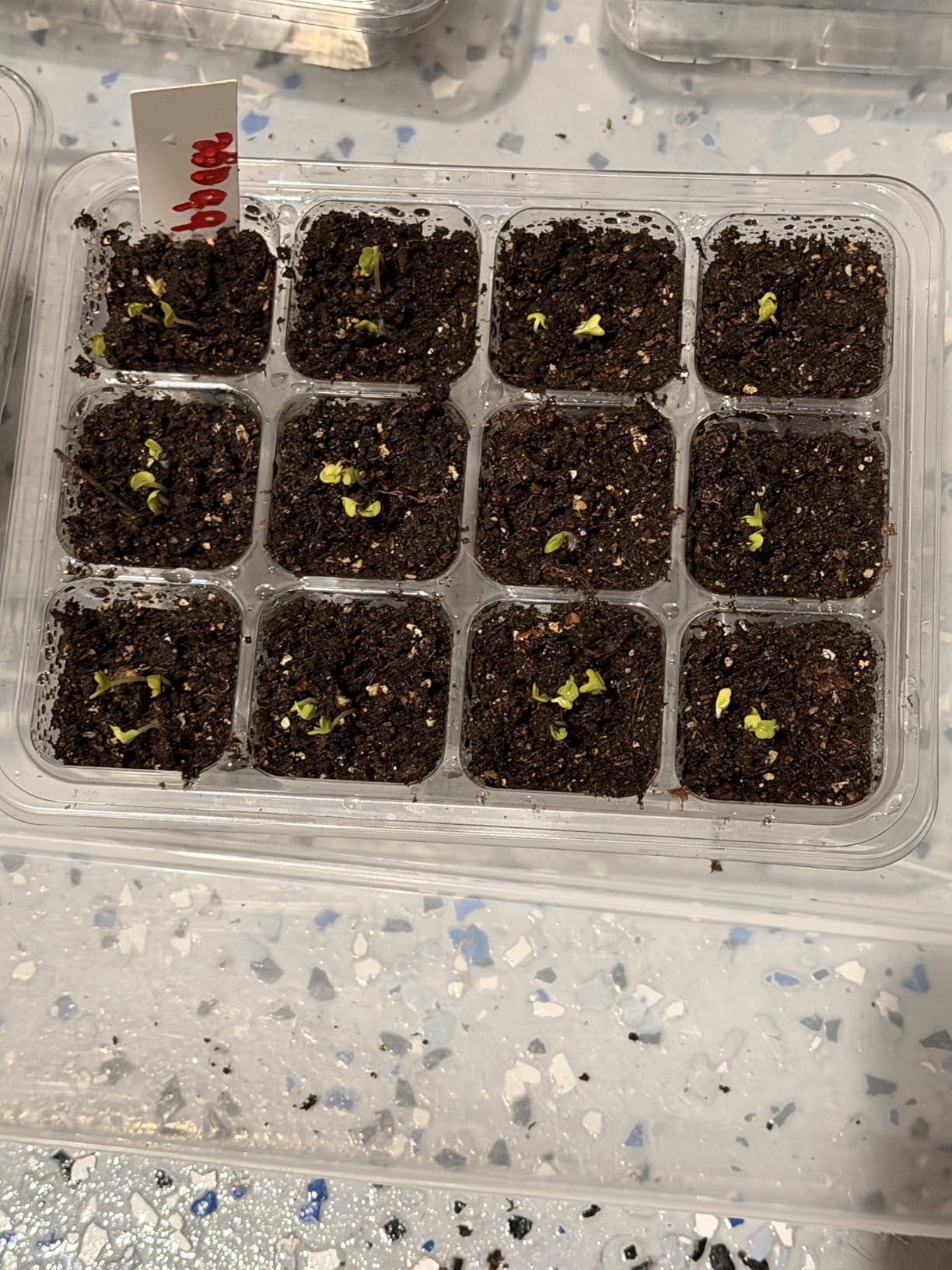 MIXC 10 Packs Seed Starter Tray Seed Starter Kit with Humidity Dome (120 Cells Total Tray) Seed Starting Trays Plant Starter Kit and Base Mini Greenhouse Germination Kit for Seeds Growing Starting customer photo 2