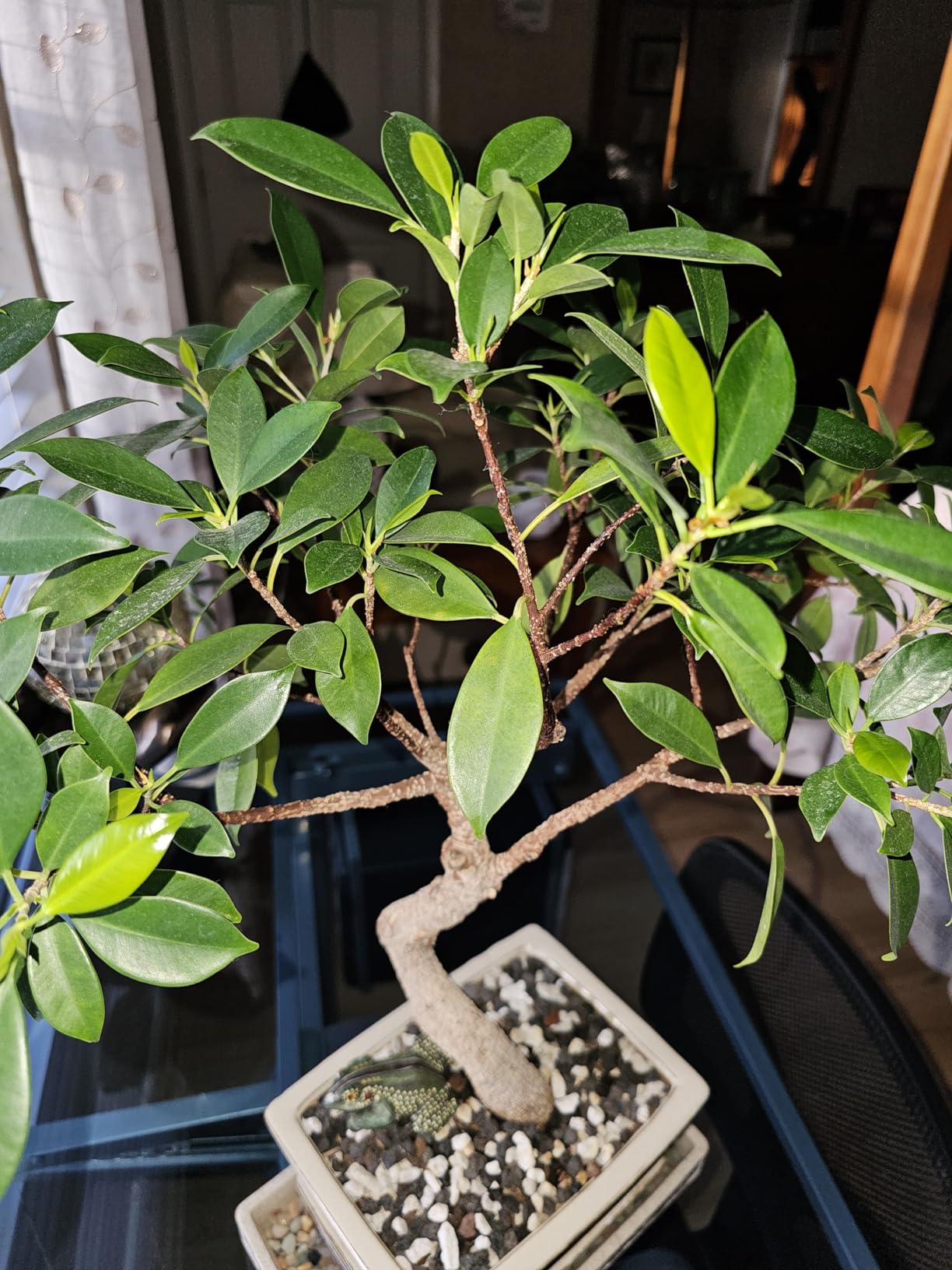 Bonsai Soil All Purpose Mix | Fast Draining Pre Blend (2 Quart Bag) Plant | Pumice, Lava, Calcined Clay and Pine Bark | Potting Pre Mixed Bonsai Plant Soil Mixture By The Bonsai Supply customer photo 1