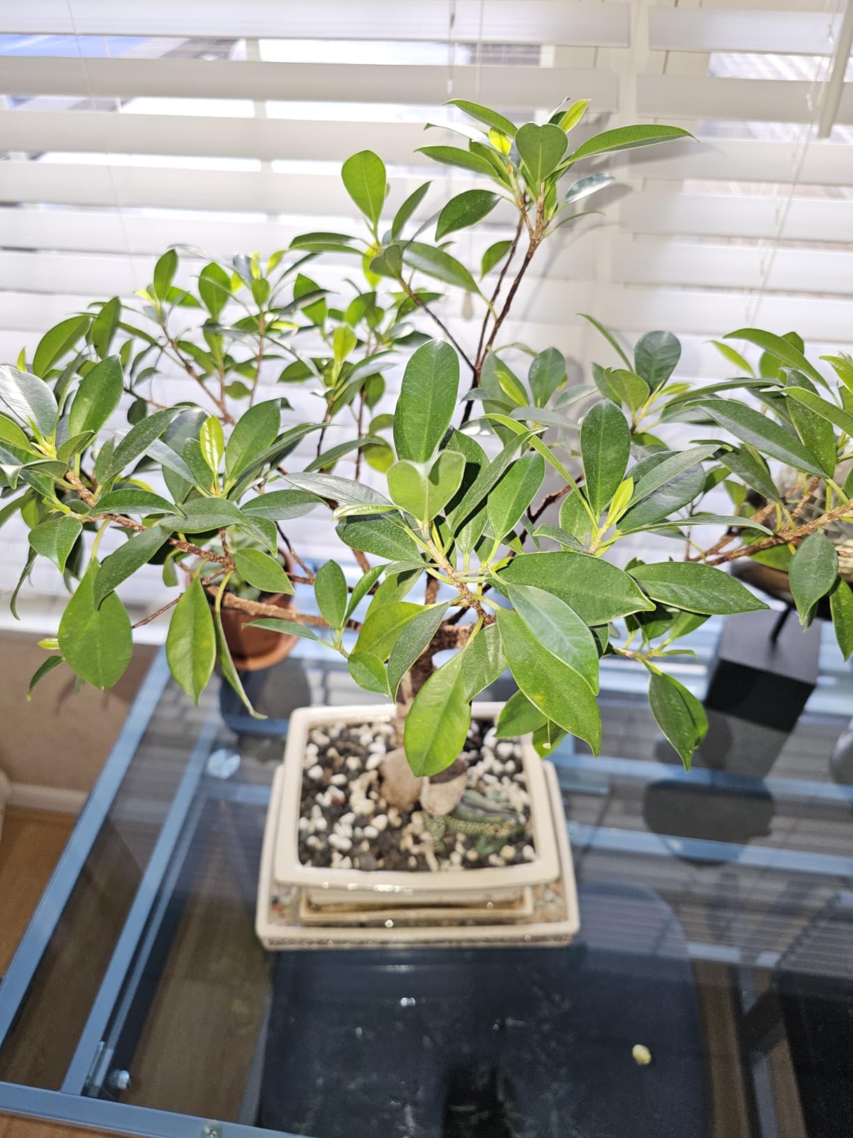 Bonsai Soil All Purpose Mix | Fast Draining Pre Blend (2 Quart Bag) Plant | Pumice, Lava, Calcined Clay and Pine Bark | Potting Pre Mixed Bonsai Plant Soil Mixture By The Bonsai Supply customer photo 2