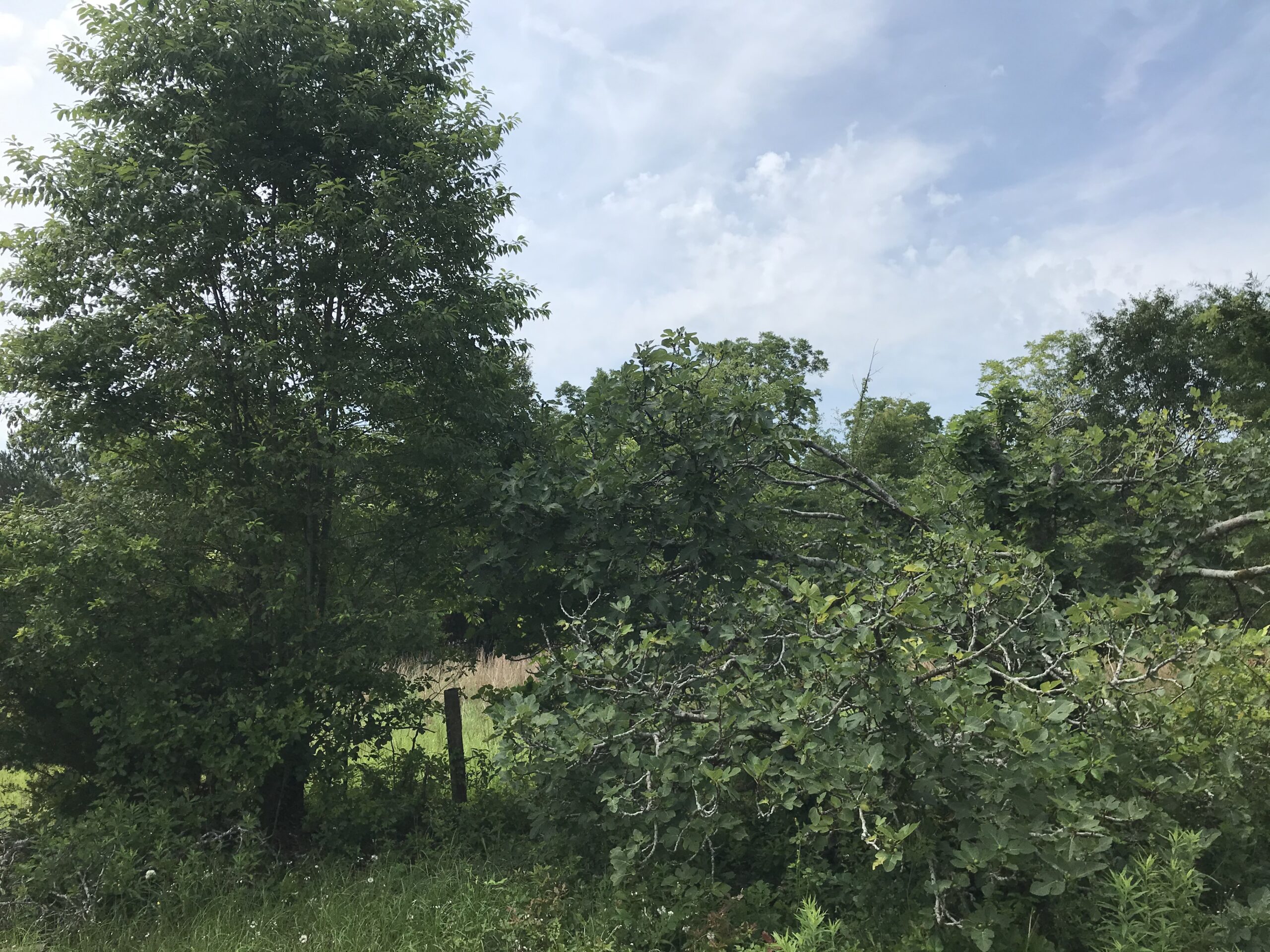 Greenworks 40V 8-Inch Cordless Polesaw, 2.0Ah Battery and Charger Included PS40B210 customer photo 2