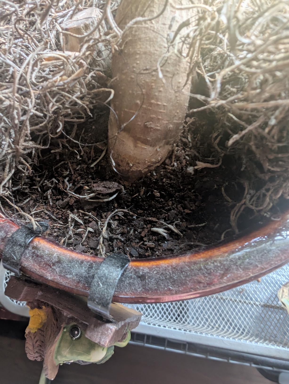 Bonsai Soil by Perfect Plants - 2qts. | Premium All-Purpose Mix Bonsai Tree Varieties customer photo 1