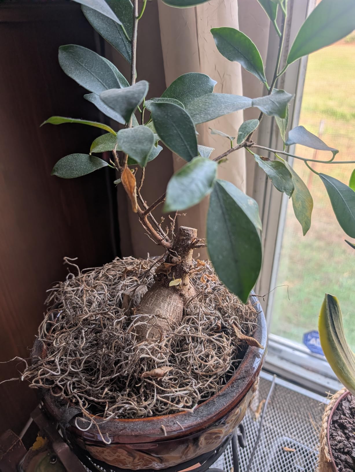 Bonsai Soil by Perfect Plants - 2qts. | Premium All-Purpose Mix Bonsai Tree Varieties customer photo 2