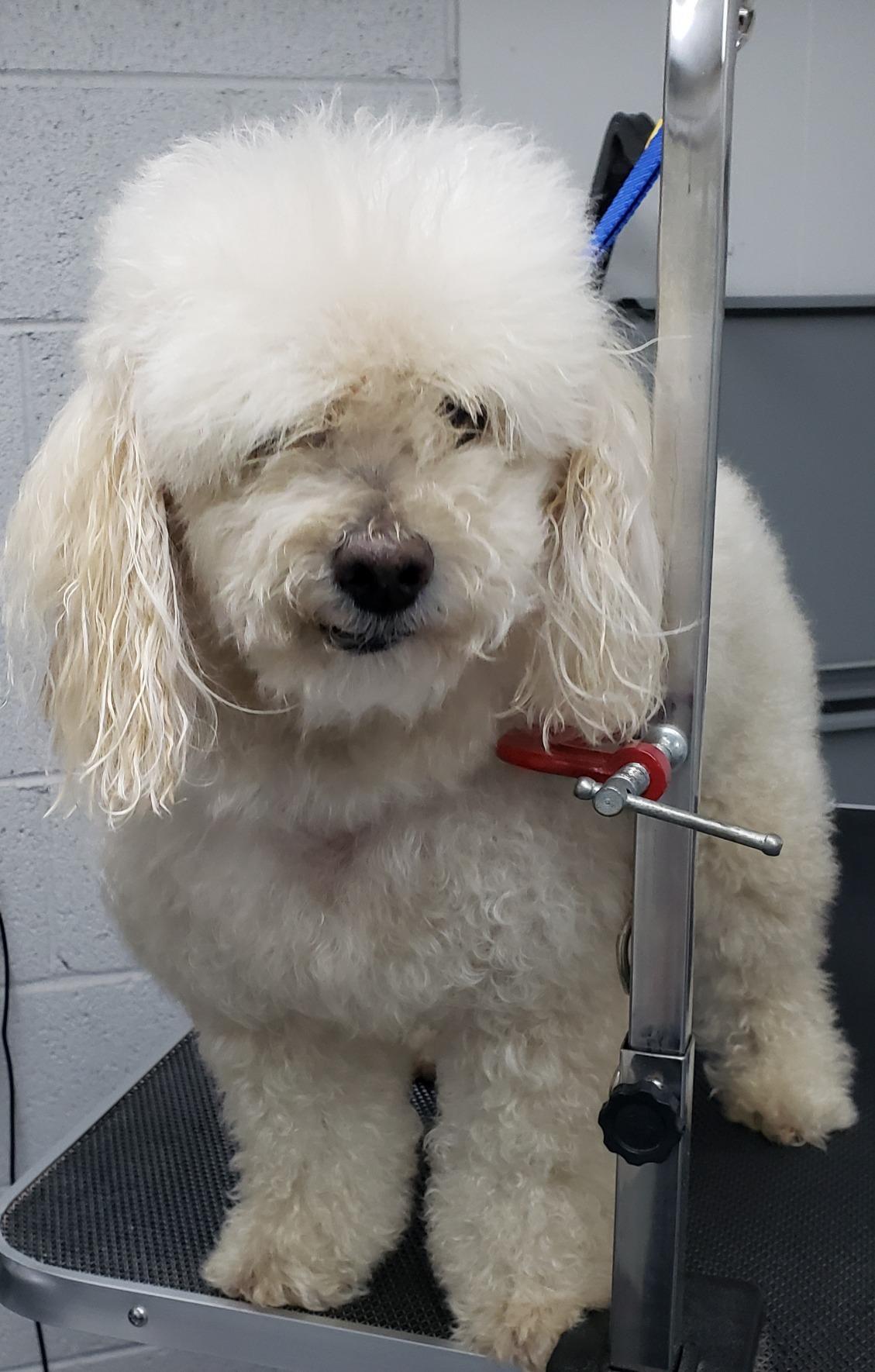 Adam's Polishes Air Cannon Car Dryer Blower - Powerful Detailing Wash | Filtered Dryers, Blowers & Blades Safer Than Microfiber Towel Cloth customer photo 2