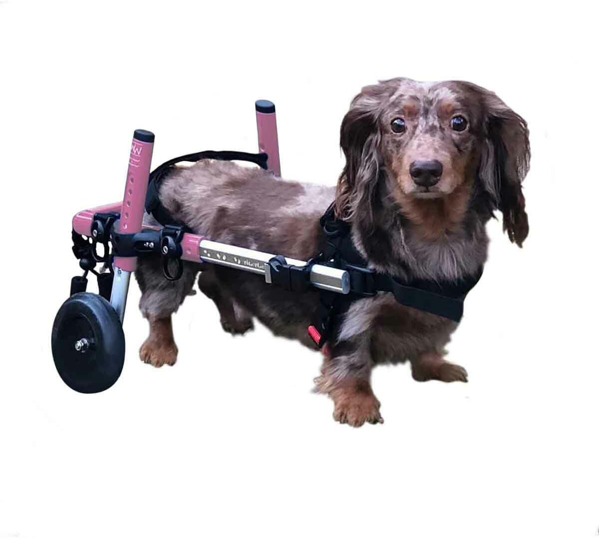 Dachshund Wheelchair - for Small Dogs 2-30+ Pounds - Veterinarian Approved - Dog Wheelchair for Back Legs customer photo 1