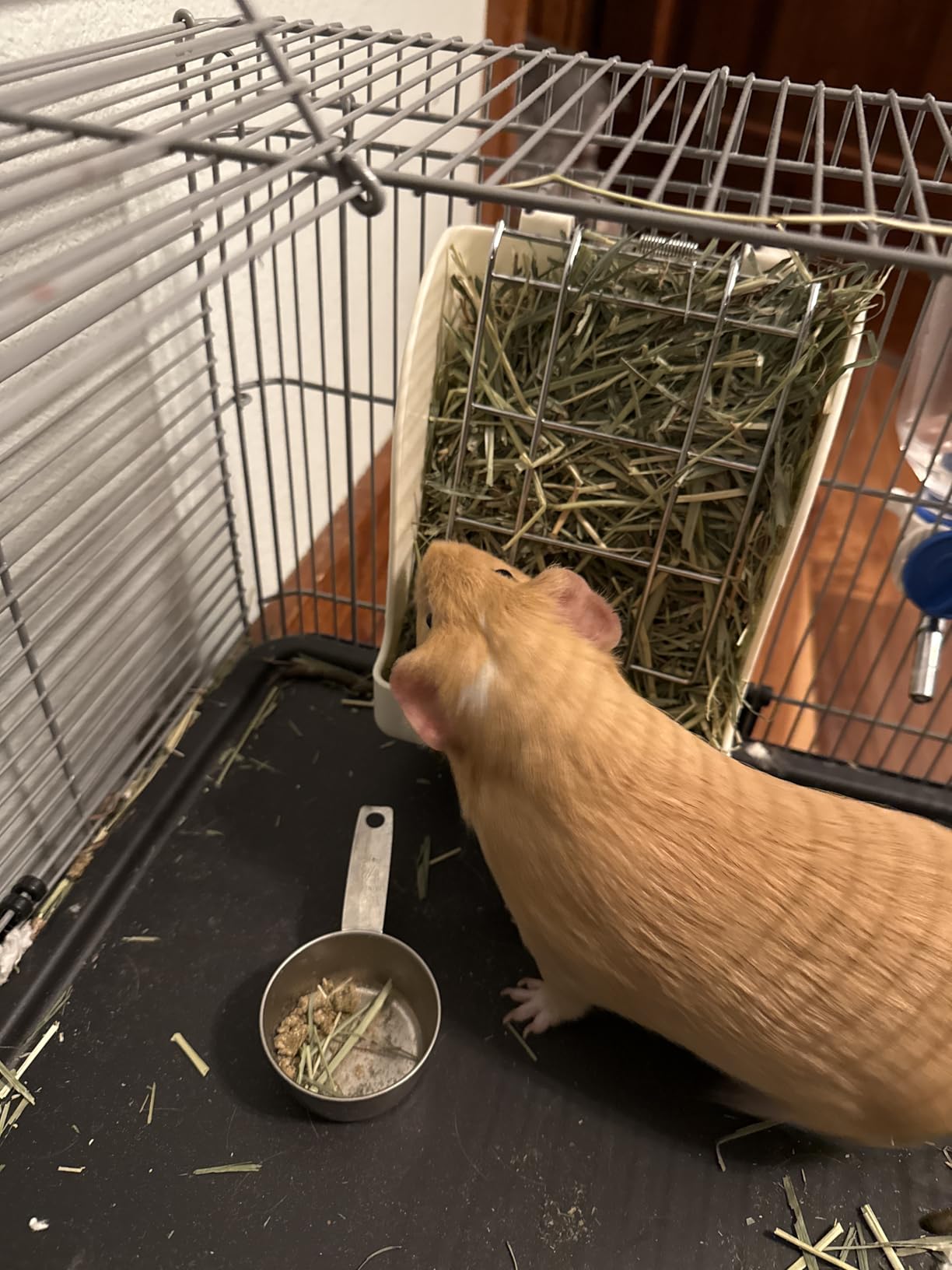 CalPalmy Hay Feeder for Rabbits, Guinea Pigs, and Chinchillas - Minimize Waste and Mess with 5.5