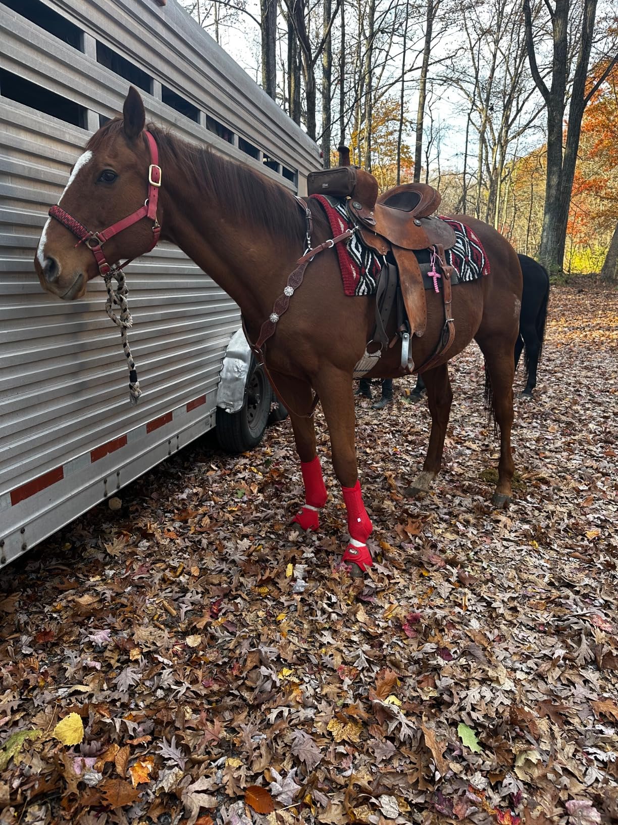 Tough 1 Pachanga Contour Wool Saddle Pad customer photo 2