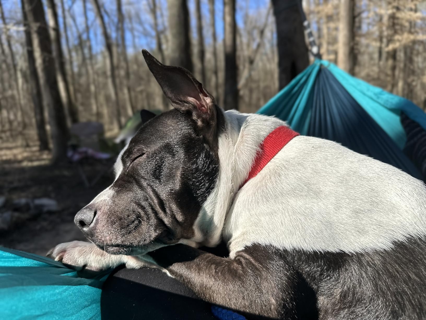 Camping Hammock, Super Lightweight Portable Parachute Hammock with Two Tree Straps Single or Double Nylon Travel Tree Hammocks for Camping Backpacking Hiking customer photo 1