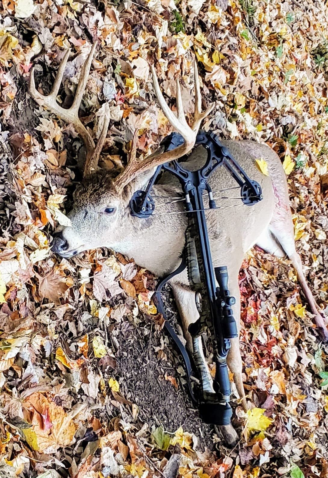 Barnett Whitetail Hunter Crossbow, with 4x32mm Multi-Reticle Scope customer photo 2
