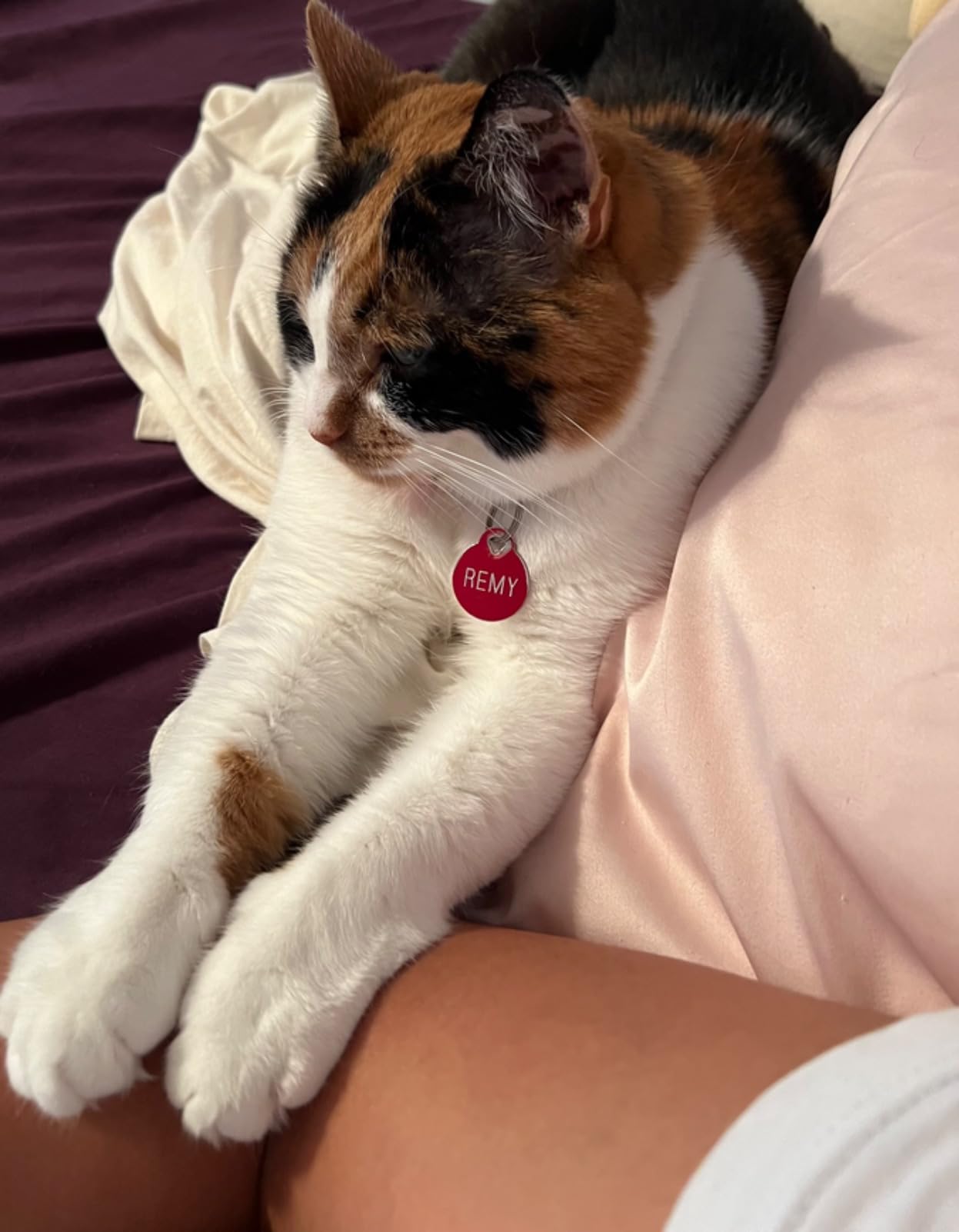 SureFeed Microchip Pet Feeder Connect - Requires Hub (Sold Separately) customer photo 1