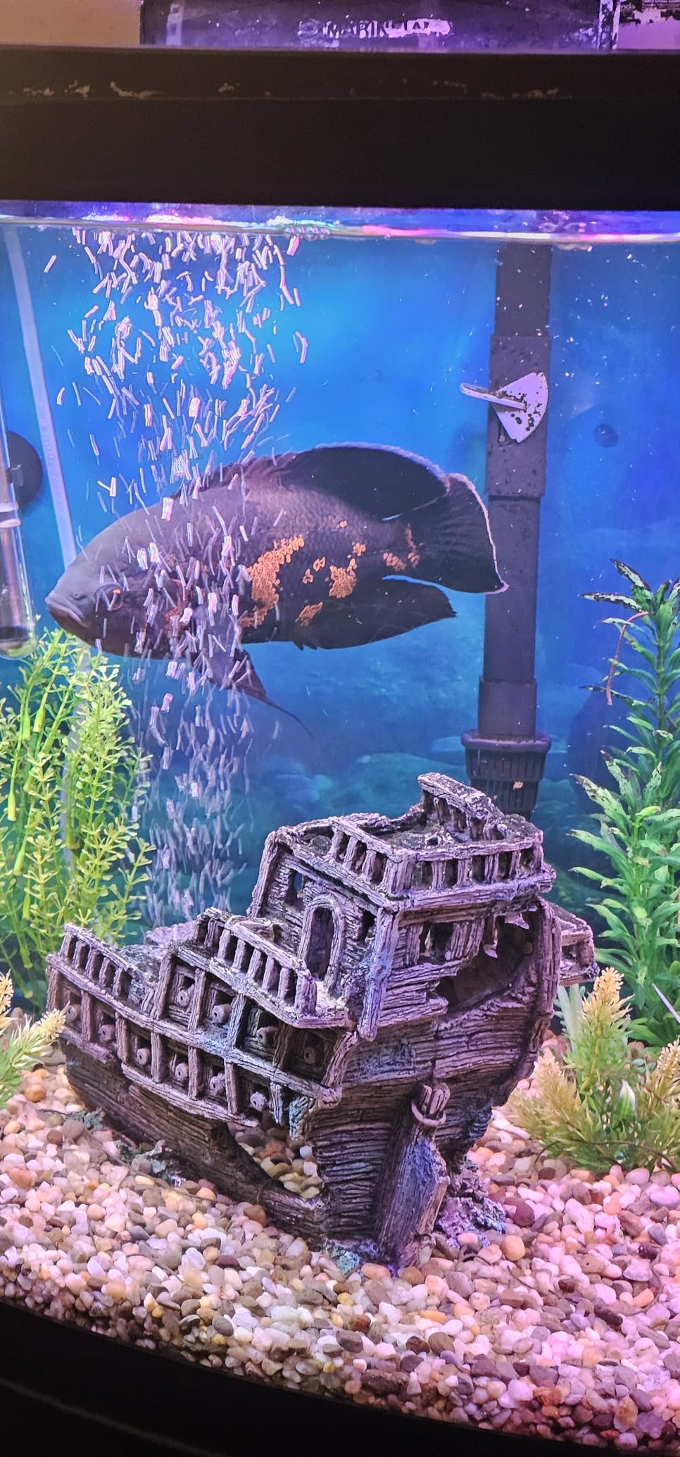 HITOP Dual Outlet Aquarium Electric Air Pump, Whisper Adjustable Fish Tank Aerator, Quiet Oxygen Pump with Accessories for 20 to 100 Gallon customer photo 1