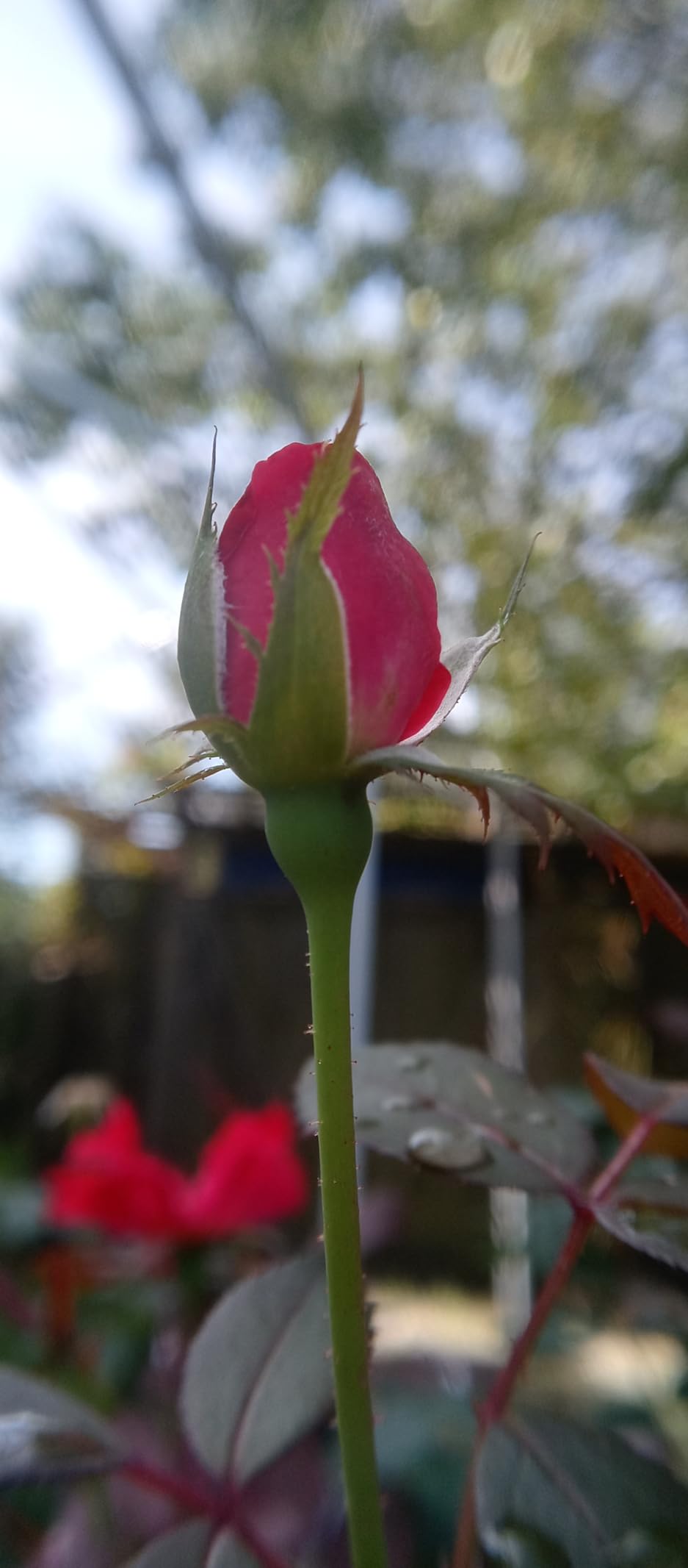 Godefa Phone Camera Lens Kit, 14 in 1 Lenses with Selfie Light for iPhone 14 13 12 11 Xs X Pro Samsung and Other Andriod Smartphone, Universal Clip on Wide Angle+Macro+ Fisheye Camera Lenses customer photo 2