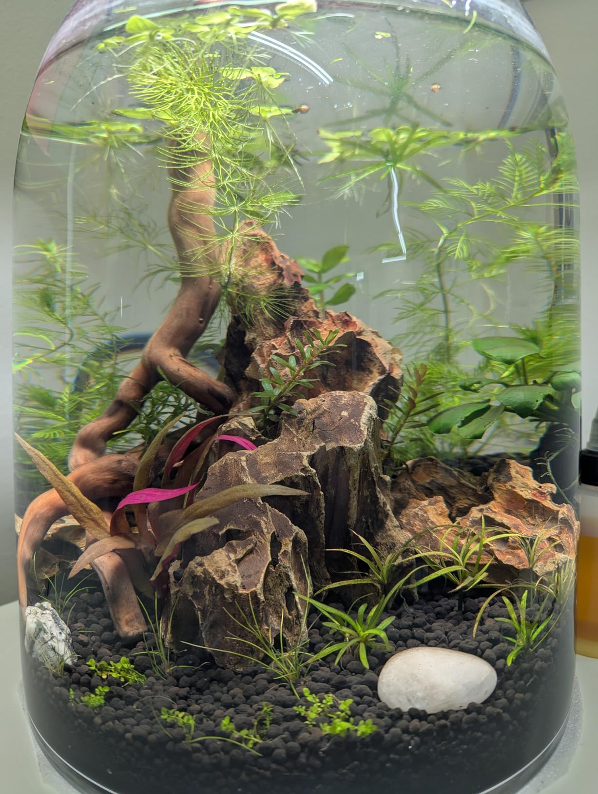 Aquarium Tweezers, Capetsma Stainless Steel Aquarium Plant Tools Long Aquascaping Tools Scissors Spatula Aquatic Plants Tool Set For Freshwater and Saltwater customer photo 2