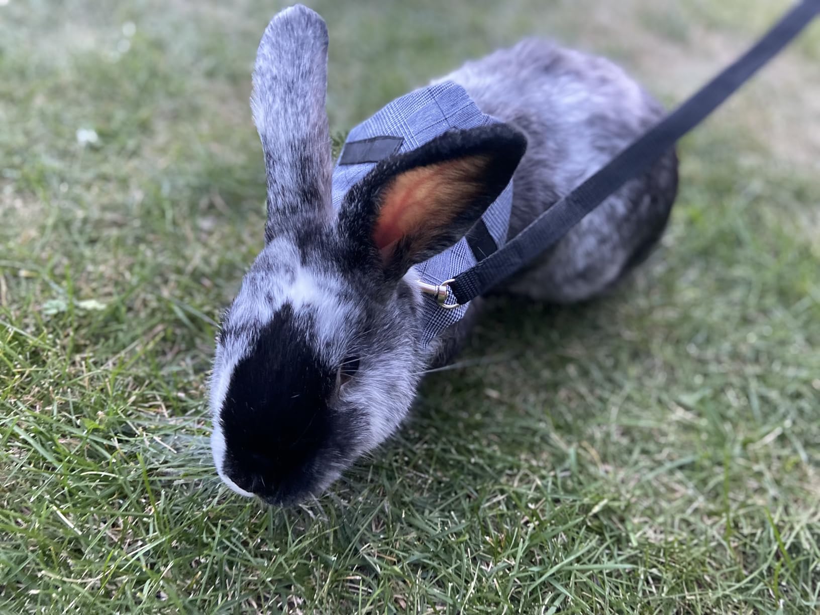 Rabbit Vest Harness and Leash Set Adjustable Formal Suit Style for Bunny Kitten Small Animal Walking customer photo 1