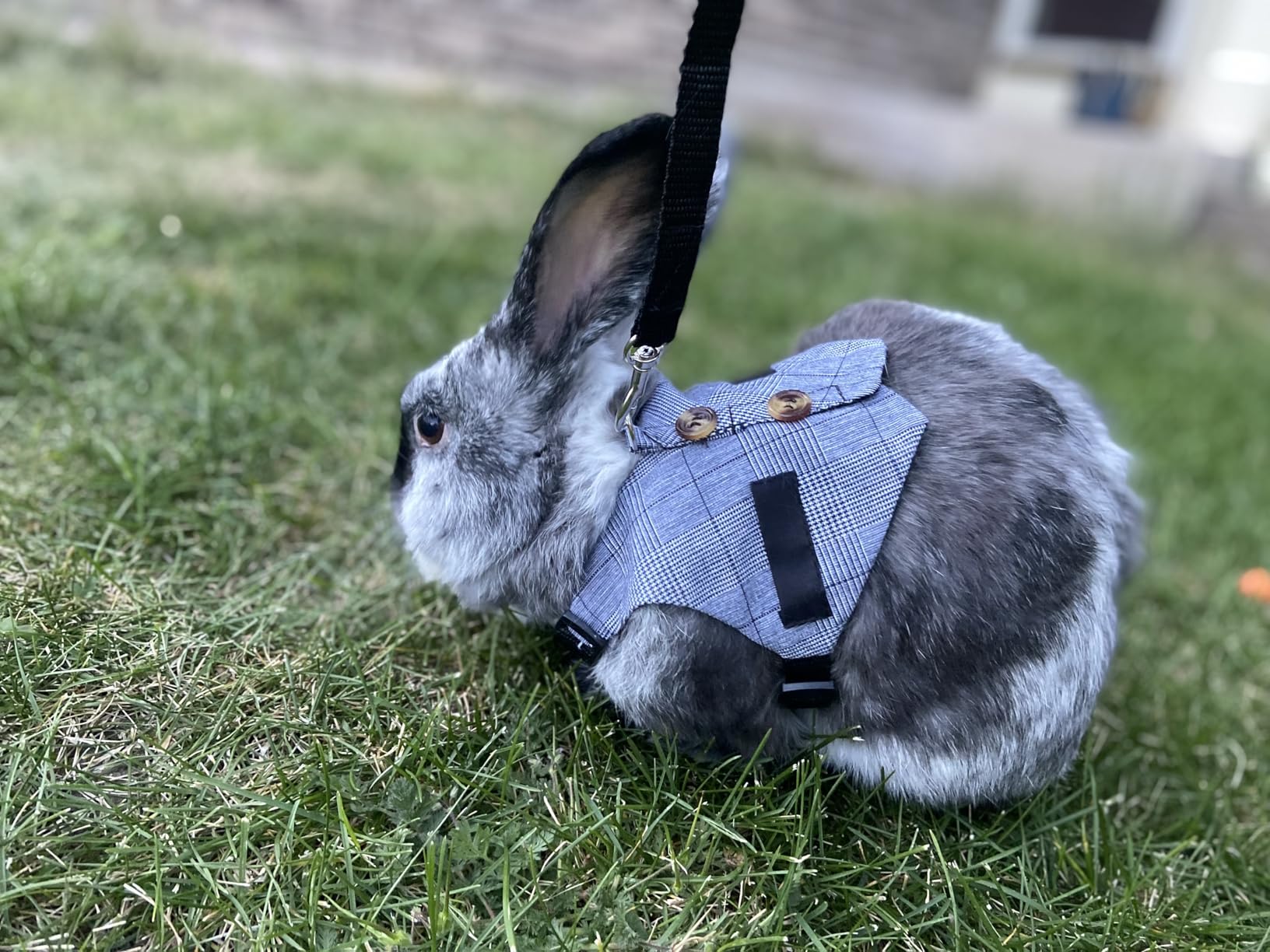 Rabbit Vest Harness and Leash Set Adjustable Formal Suit Style for Bunny Kitten Small Animal Walking customer photo 2