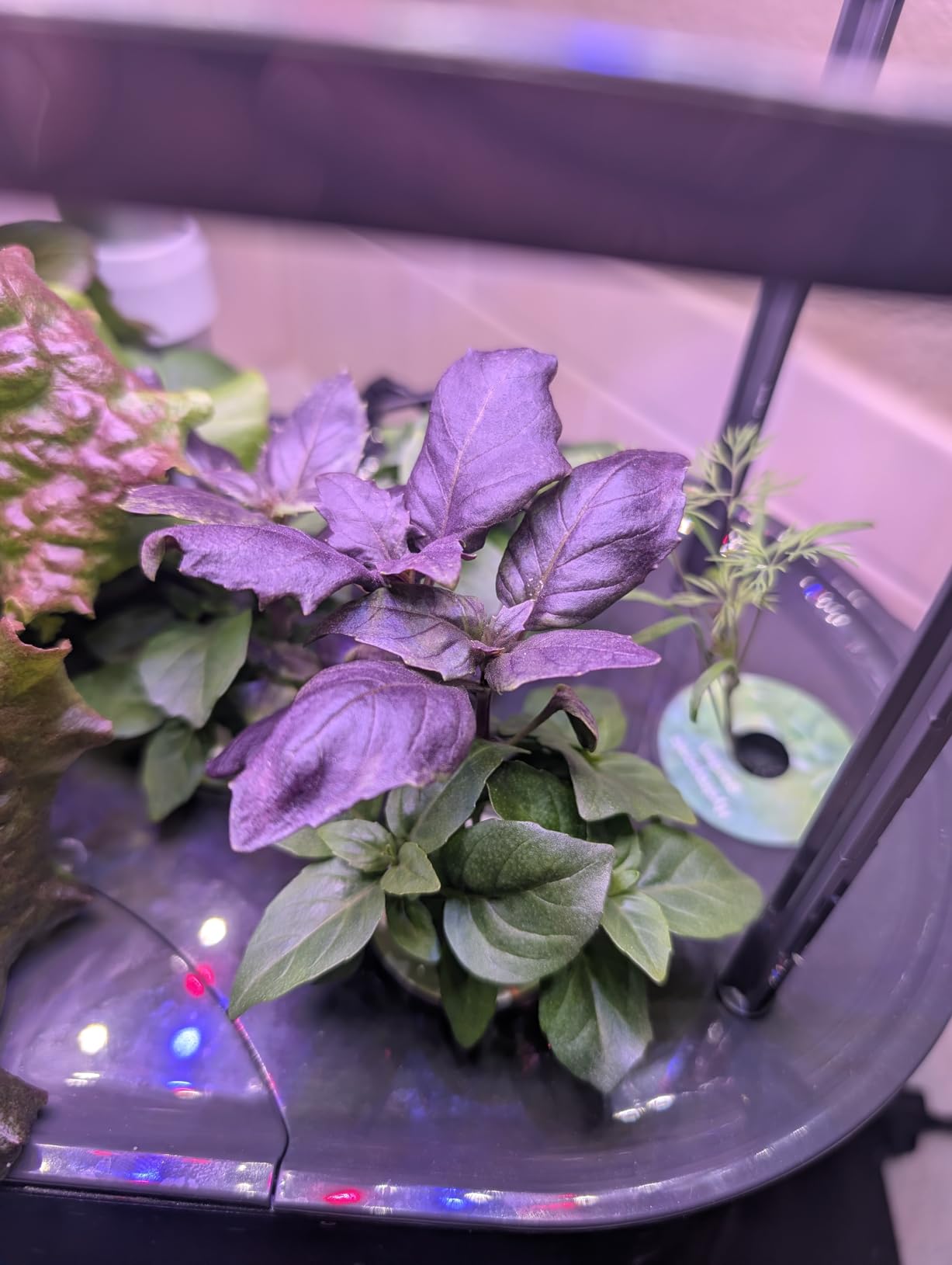 AeroGarden Bounty Basic - Indoor Garden with LED Grow Light, Black customer photo 1