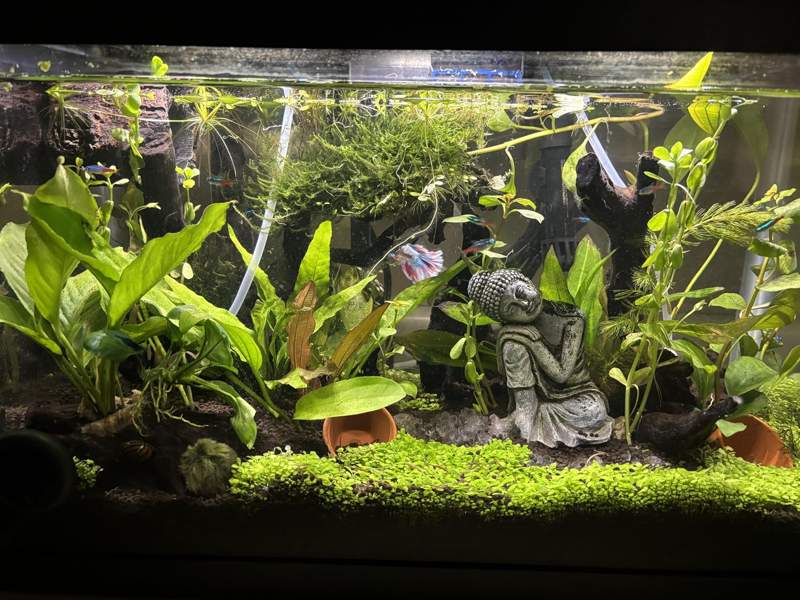 LANDEN Aqua Soil Substrate 5L(10lbs) for Natural Planted Aquarium, Plant or Shrimp Stratum, Clay Gravel and Stable Porous Substrate for Freshwater Aquarium, Black Color customer photo 1