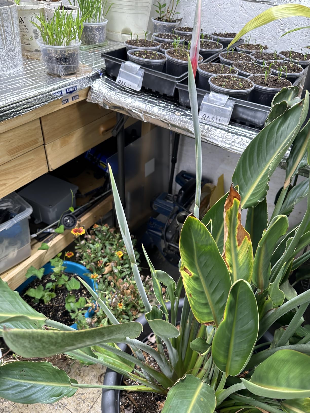 Spider Farmer SF1000 100W LED Grow Light for Indoor Plants, Dimmable Full Spectrum with Samsung LM301H EVO High PPFD Lamp, Deeper Penetration for Seed Starting Vegetables Bloom in 2x2/3x3 Grow Tent customer photo 1