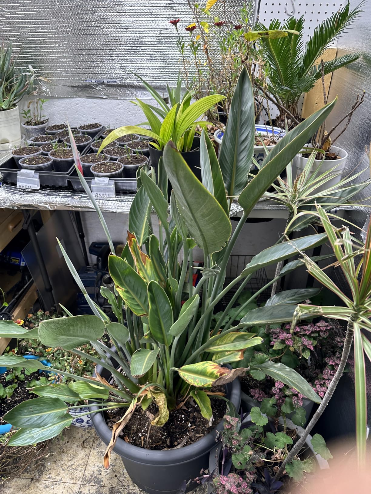 Spider Farmer SF1000 100W LED Grow Light for Indoor Plants, Dimmable Full Spectrum with Samsung LM301H EVO High PPFD Lamp, Deeper Penetration for Seed Starting Vegetables Bloom in 2x2/3x3 Grow Tent customer photo 2