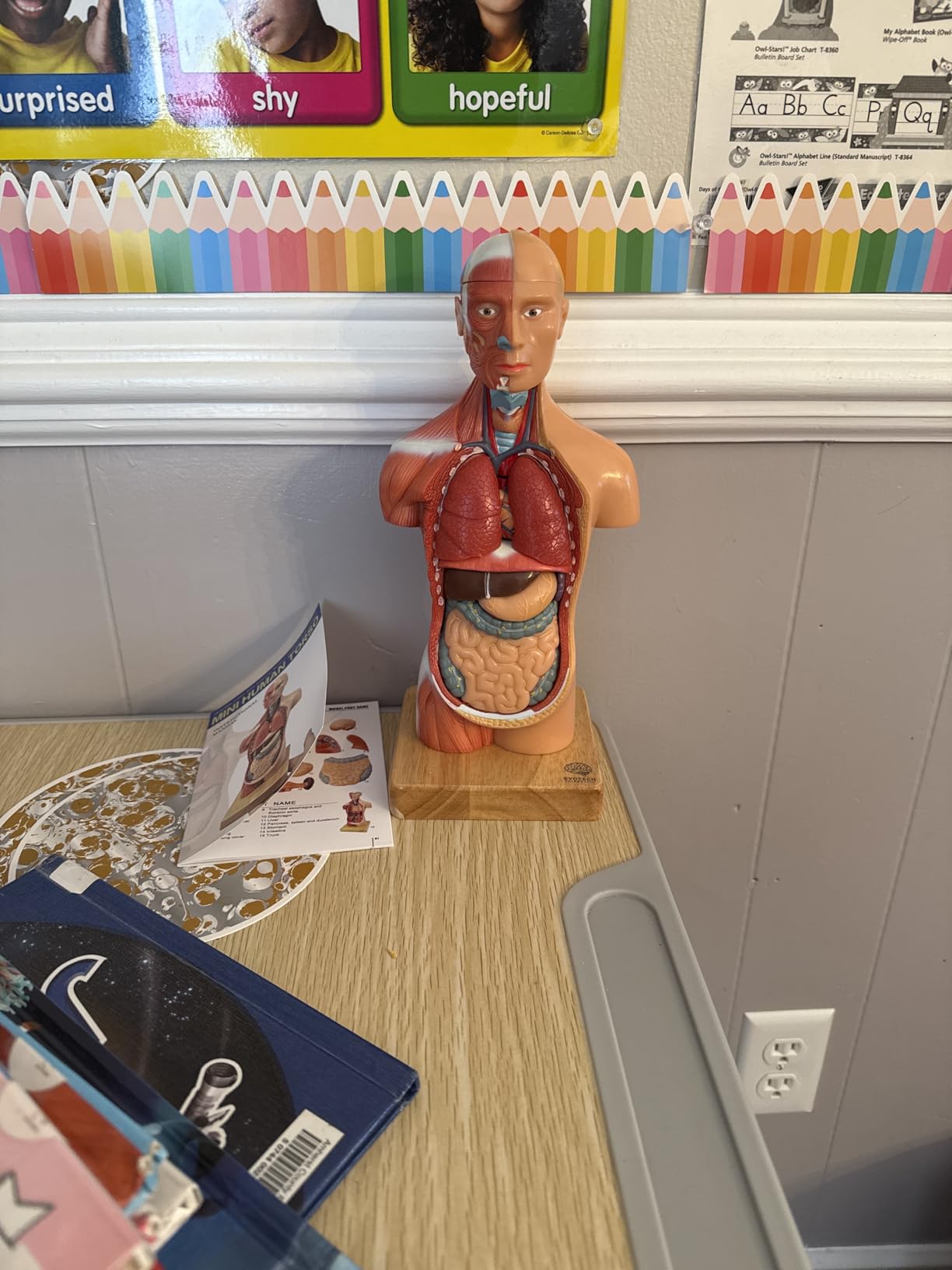 EVOTECH SCIENTIFIC 2026 New Human Body Model for Anatomy, 15 Pcs Removable 11 inch Human Torso Anatomical Model with Heart Head Skull Brain Skeleton, School Medical Education Display customer photo 1