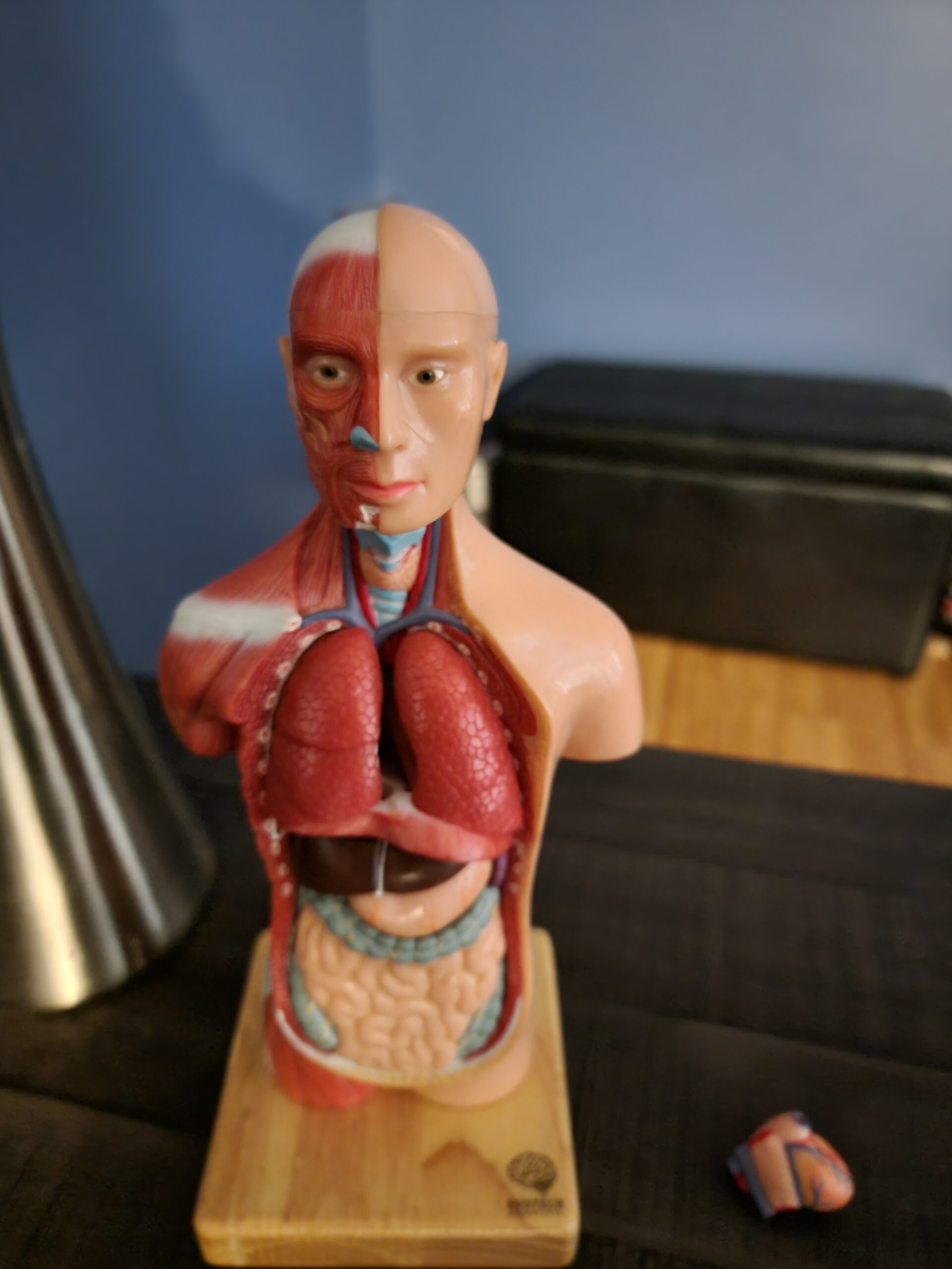 EVOTECH SCIENTIFIC 2026 New Human Body Model for Anatomy, 15 Pcs Removable 11 inch Human Torso Anatomical Model with Heart Head Skull Brain Skeleton, School Medical Education Display customer photo 2